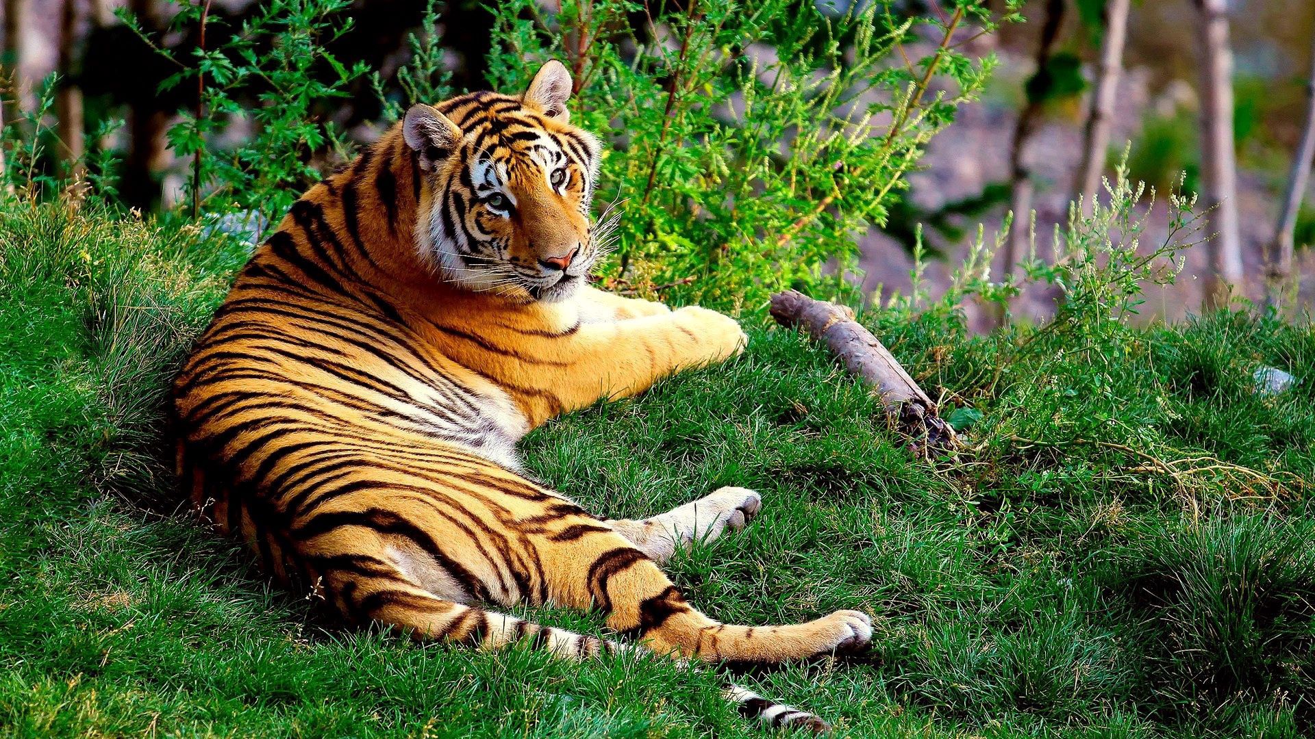 Скачать обои бесплатно Тигр, Лежать, Трава, Животные, Большая Кошка, Лес картинка на рабочий стол ПК