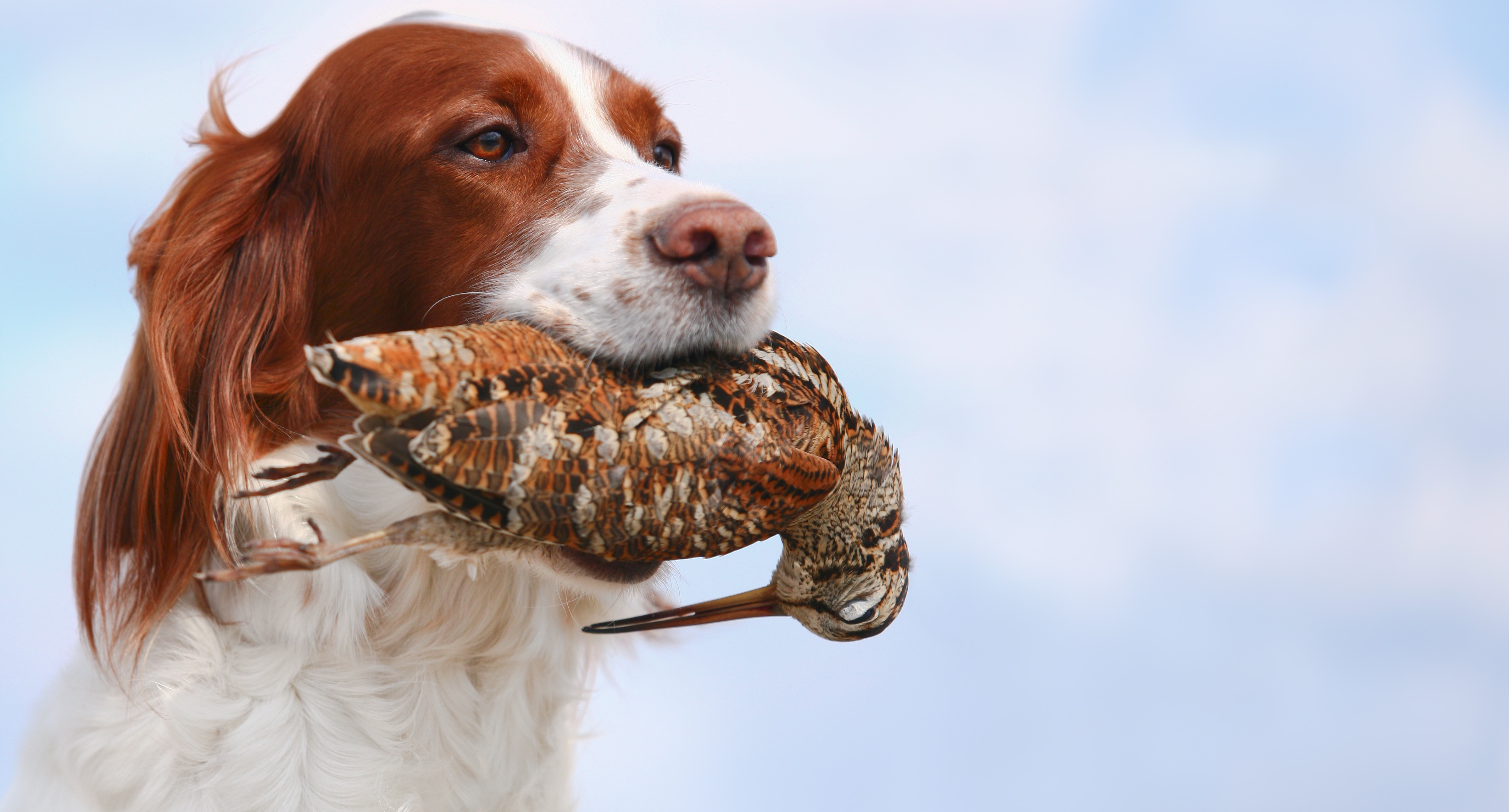 Baixe gratuitamente a imagem Animais, Cães, Cão na área de trabalho do seu PC