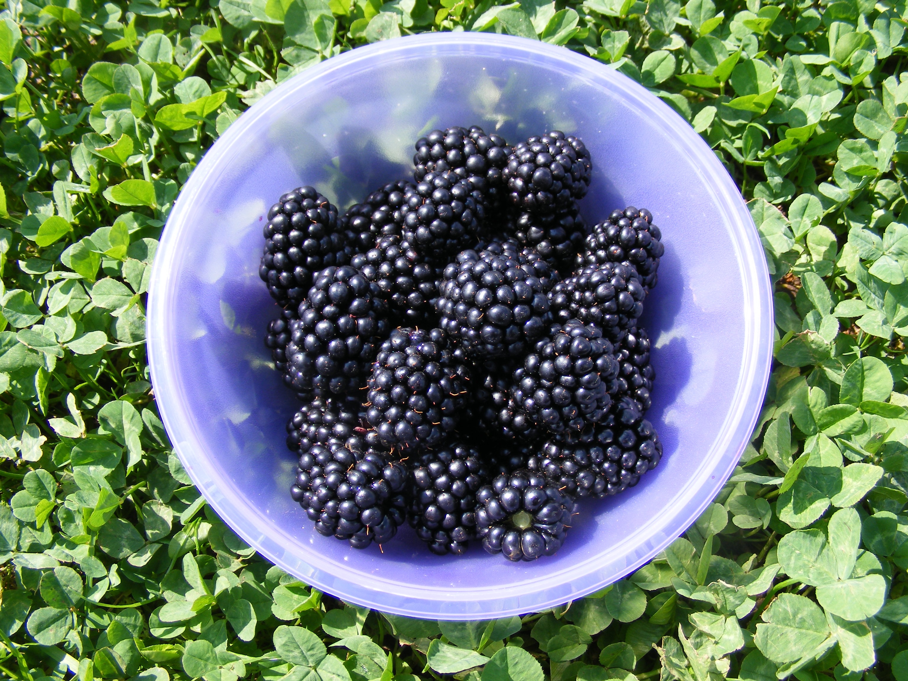 food, blackberry, berry, plate, ripe