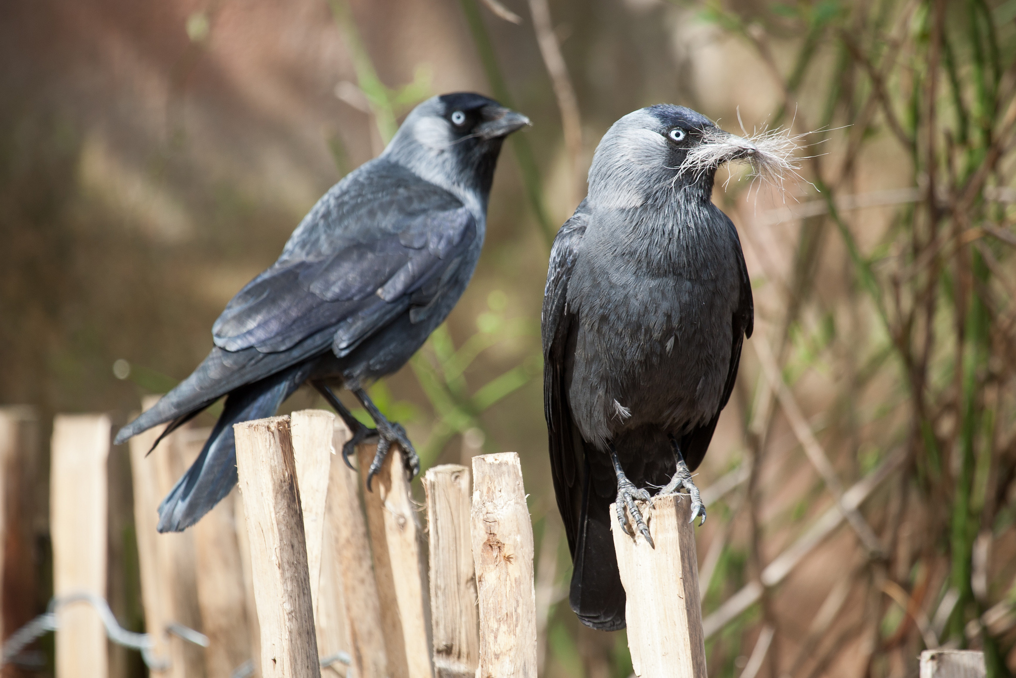 Free download wallpaper Bird, Birds, Animal on your PC desktop