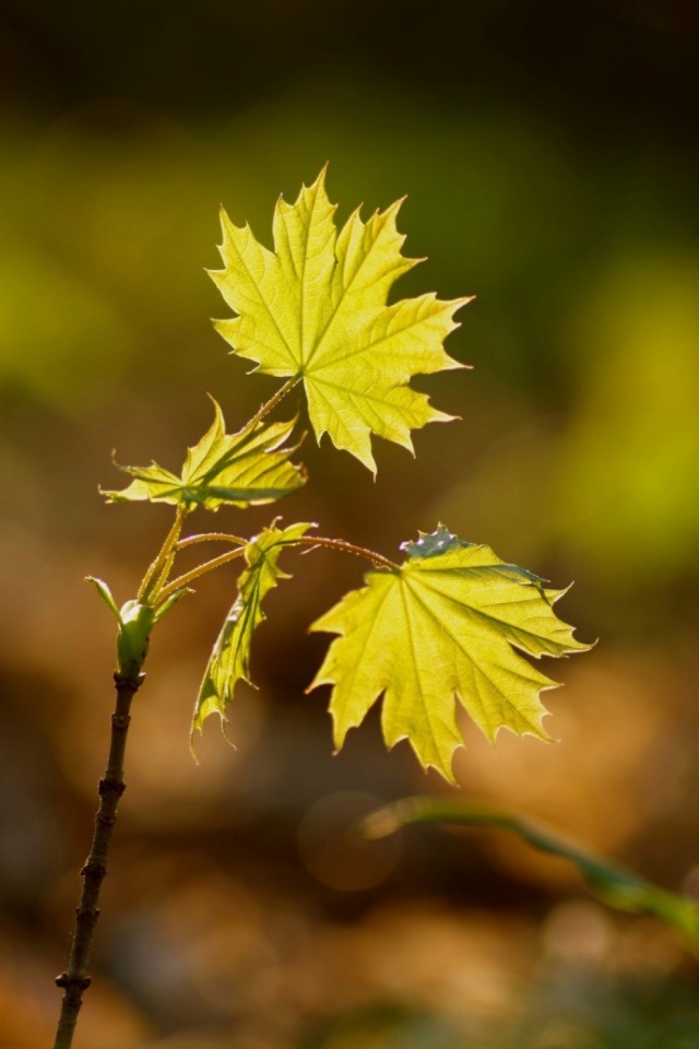 Handy-Wallpaper Natur, Blatt, Erde, Erde/natur, Planze, Anlage kostenlos herunterladen.