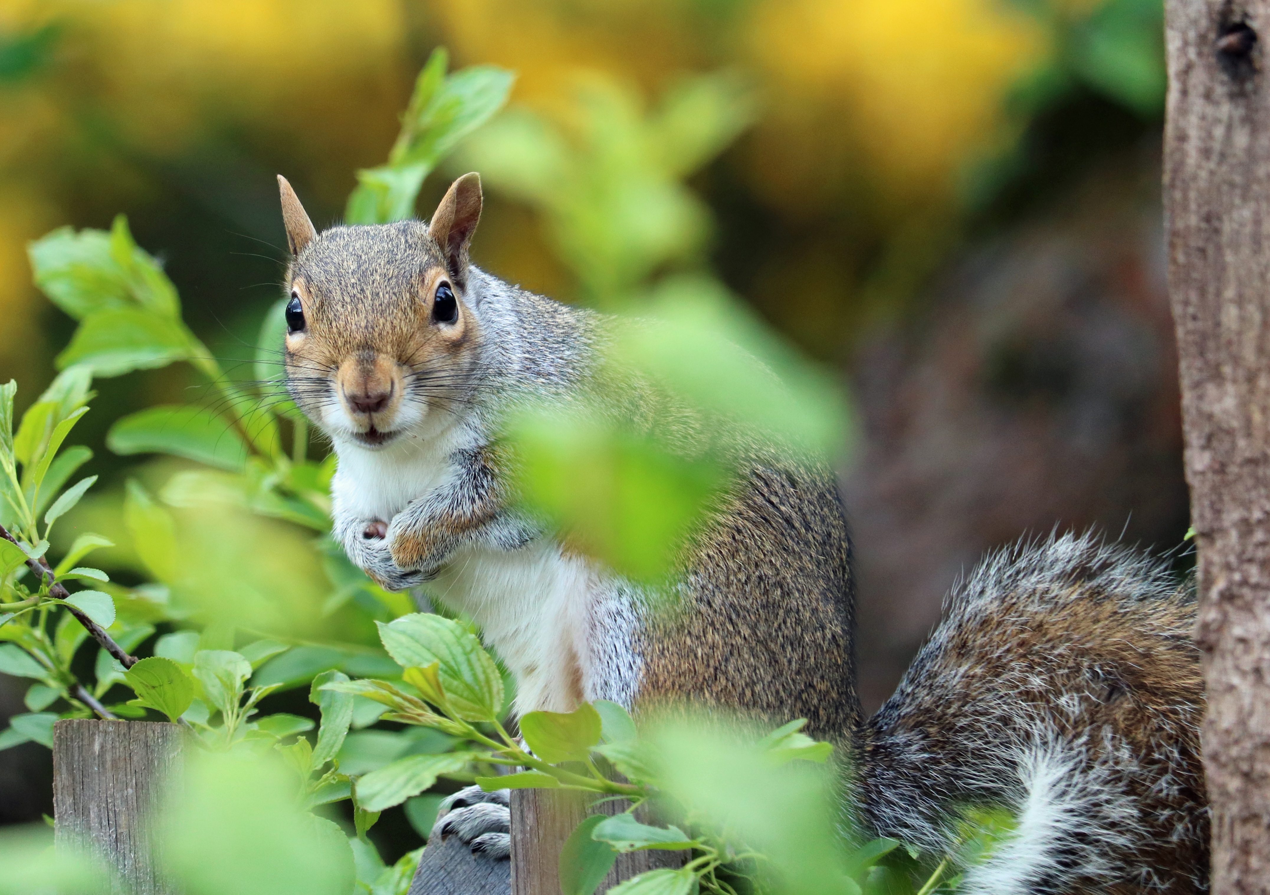Download mobile wallpaper Animals, Foliage, Animal, Squirrel for free.