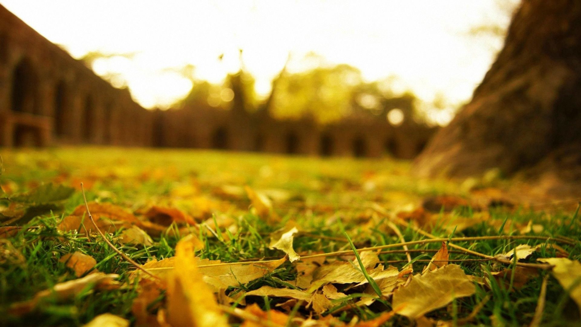 land, nature, grass, autumn, leaves, macro, earth, lawn