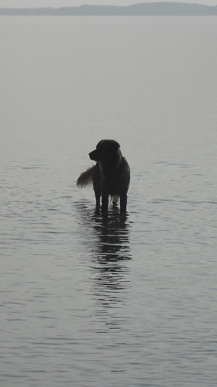 Download mobile wallpaper Dogs, Beach, Dog, Animal, Golden Retriever for free.