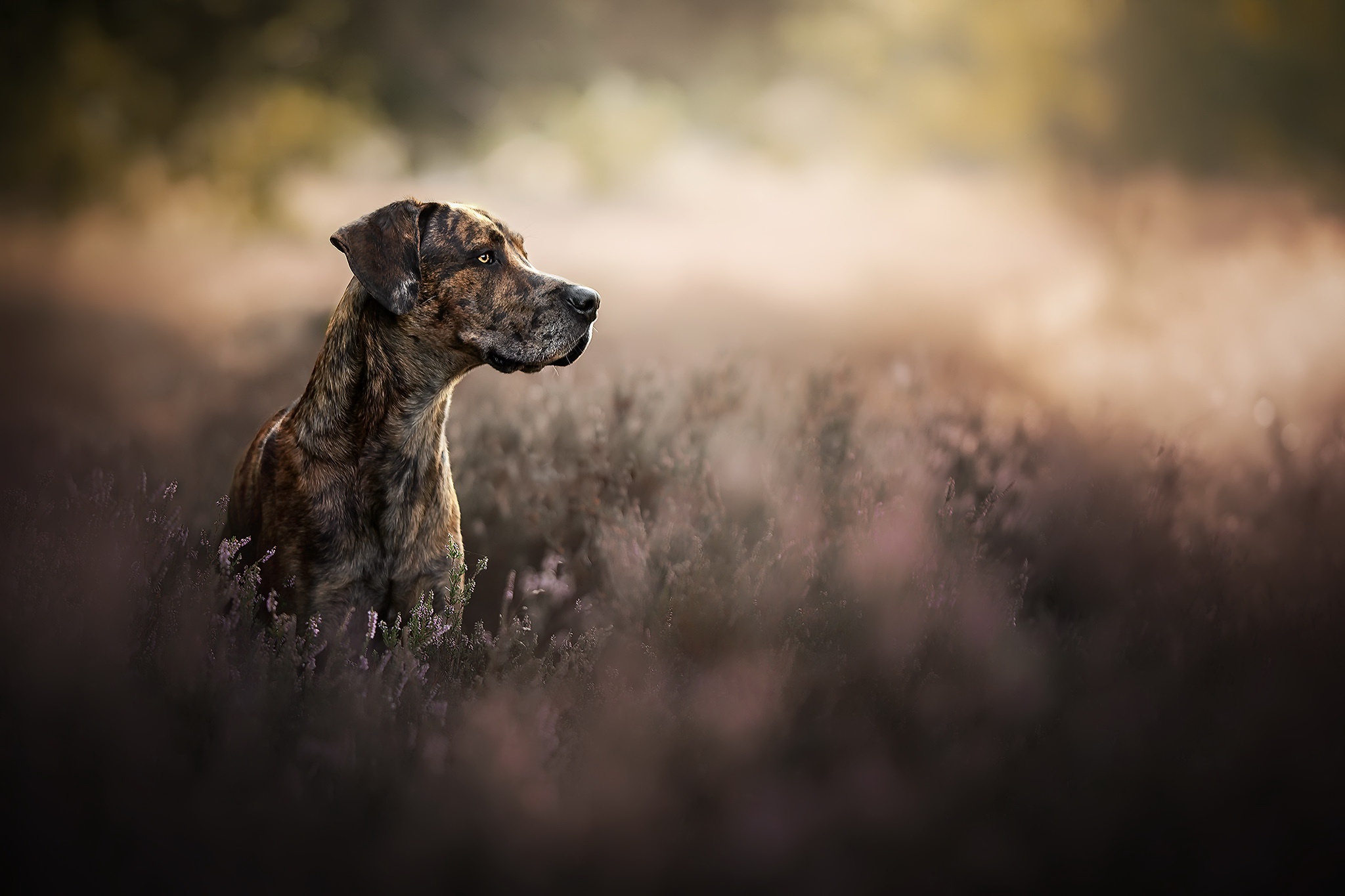 Download mobile wallpaper Dogs, Dog, Animal, Great Dane, Depth Of Field for free.
