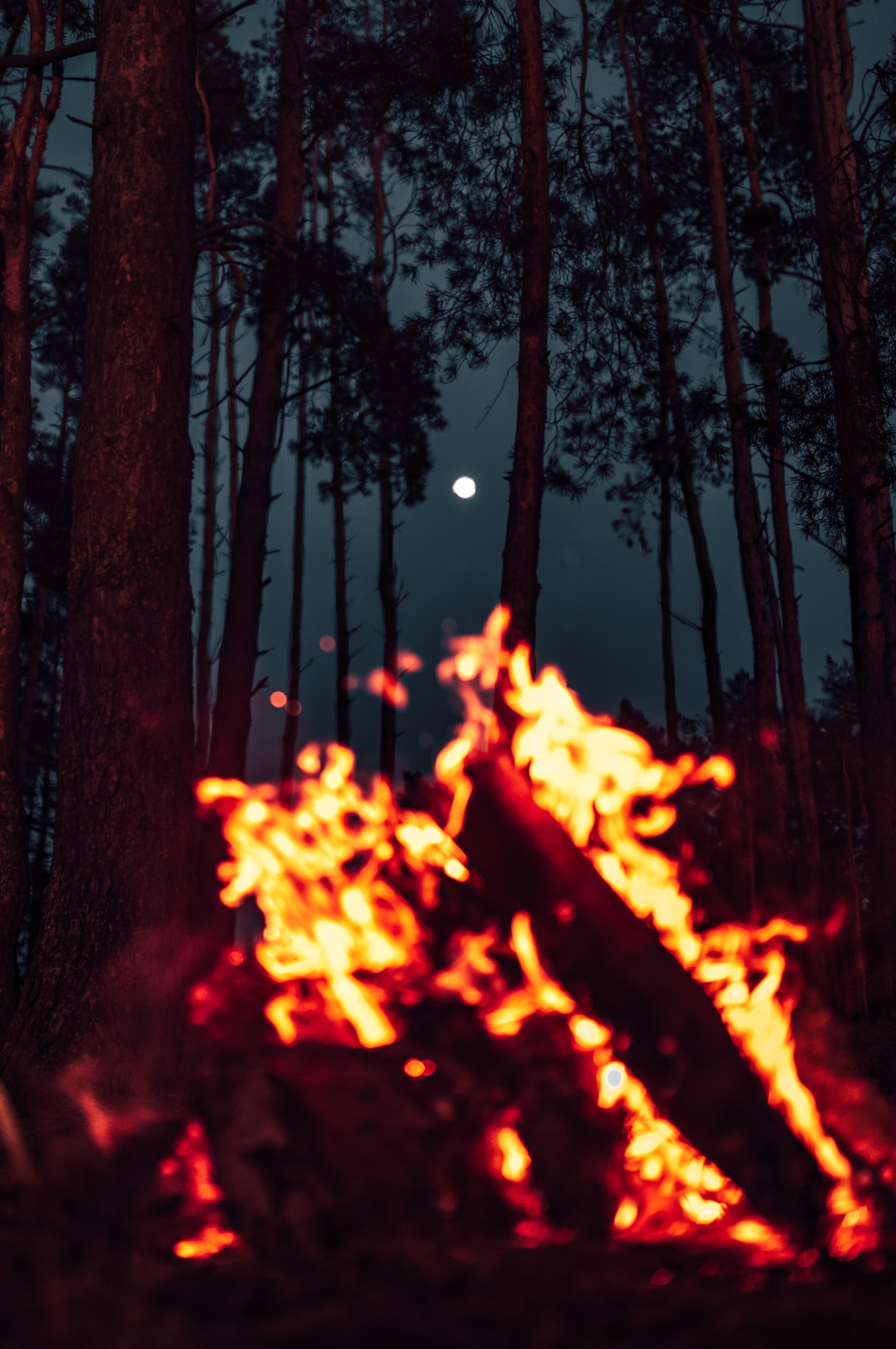 sparks, bonfire, nature, moon, forest for android