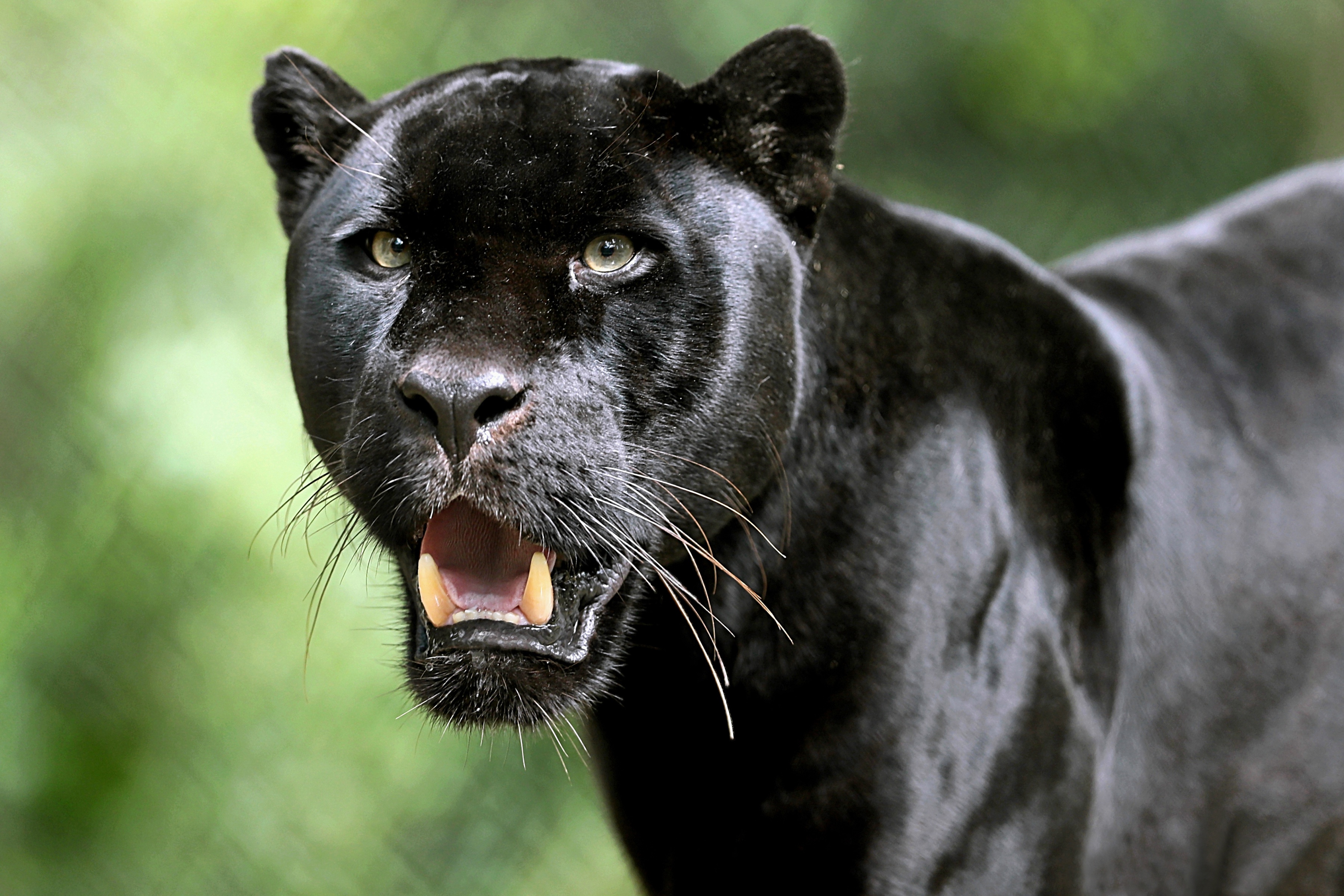 Download mobile wallpaper Cats, Animal, Black Panther, Depth Of Field for free.