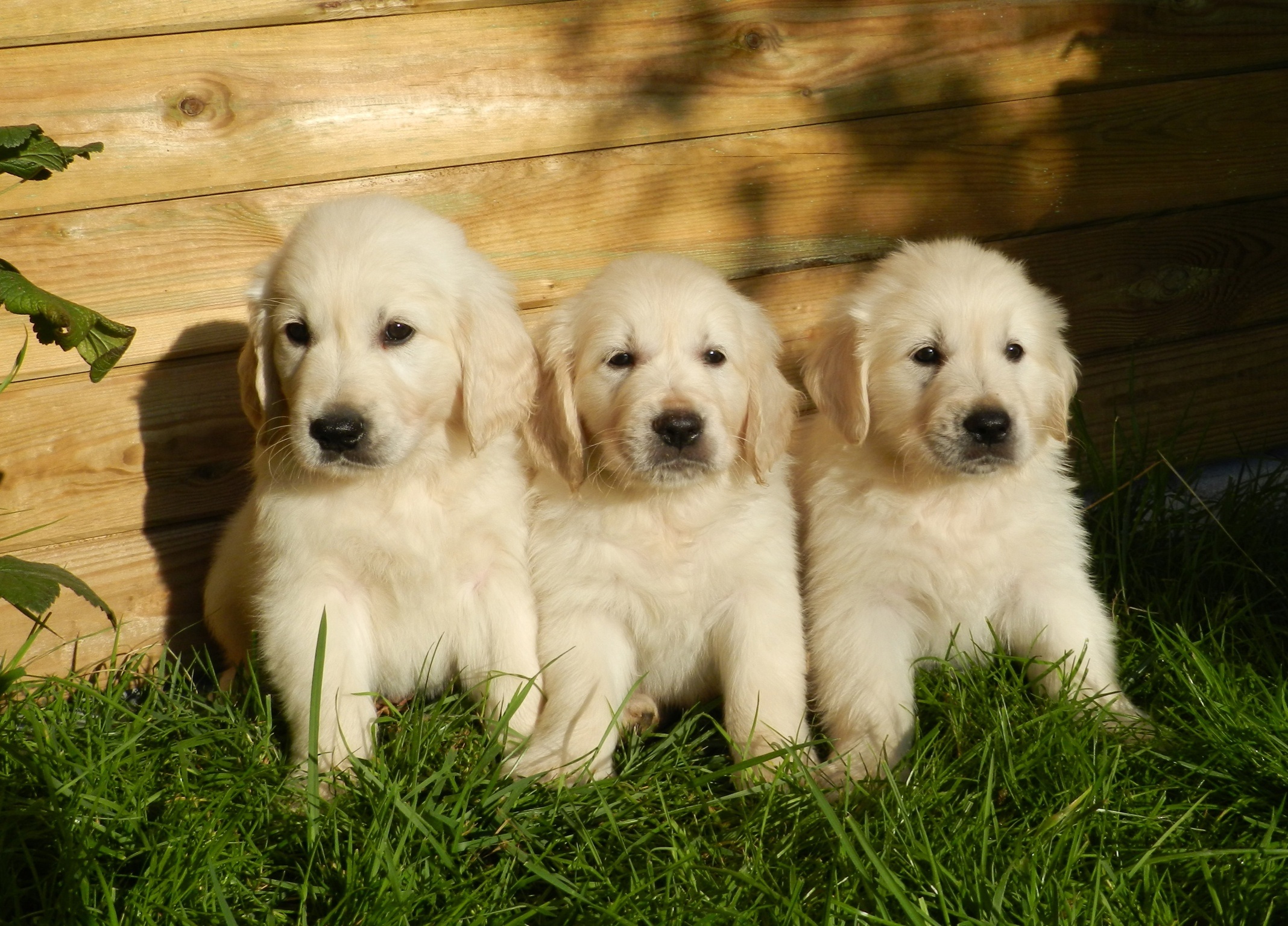 無料モバイル壁紙動物, 犬, 子犬, ゴールデンレトリバーをダウンロードします。