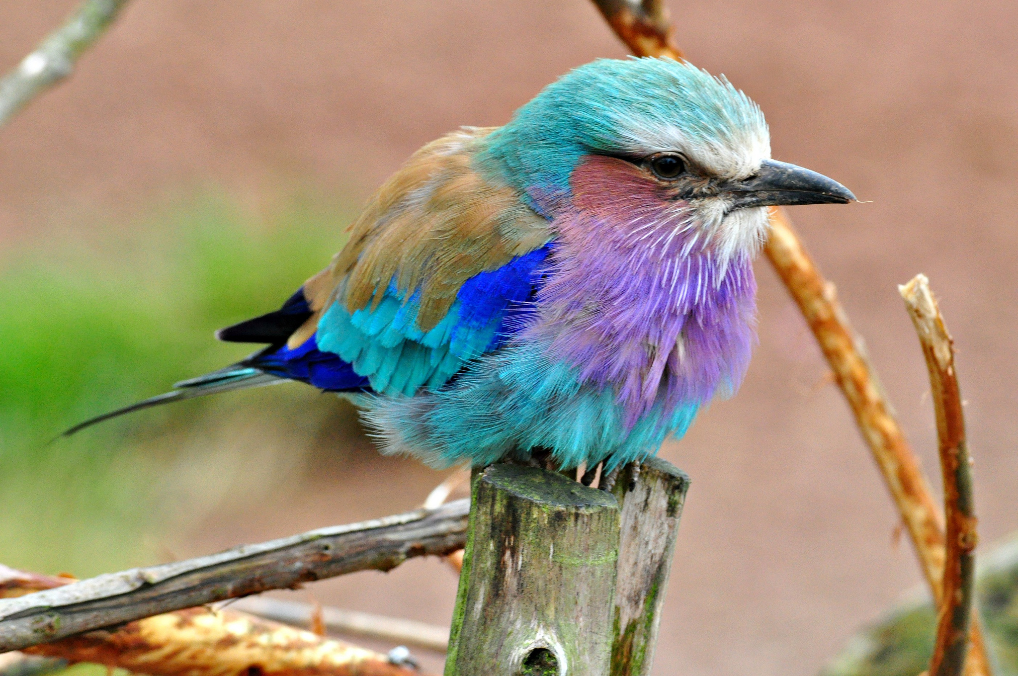 Téléchargez des papiers peints mobile Oiseau, Des Oiseaux, Animaux gratuitement.