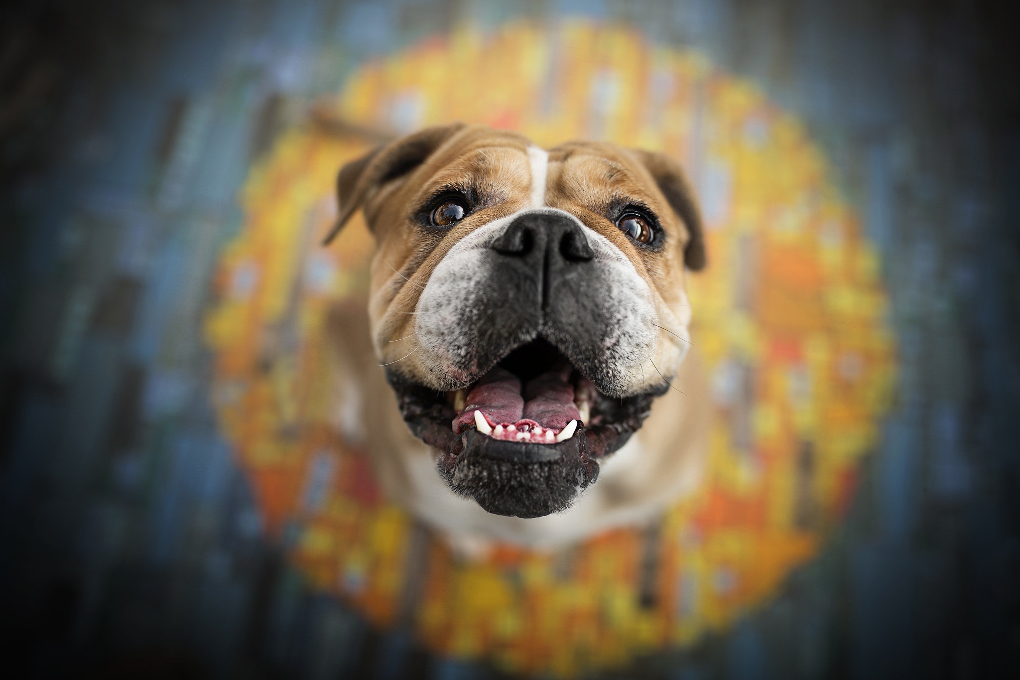 431062 descargar fondo de pantalla bulldog inglés, animales, perro, perros: protectores de pantalla e imágenes gratis