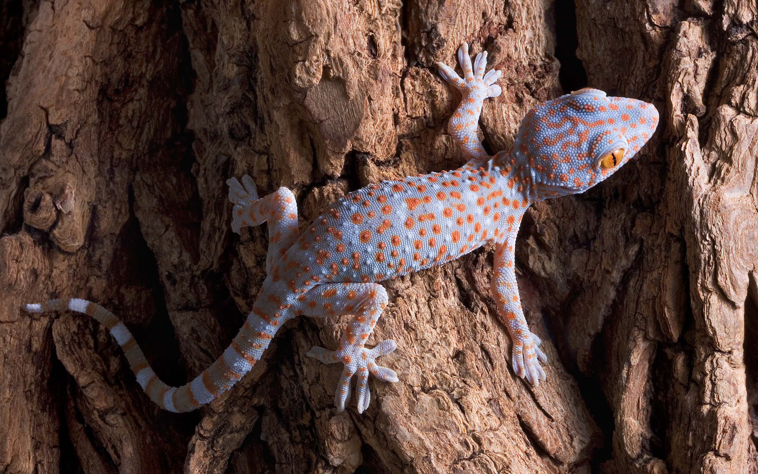 Téléchargez des papiers peints mobile Animaux, Gecko gratuitement.