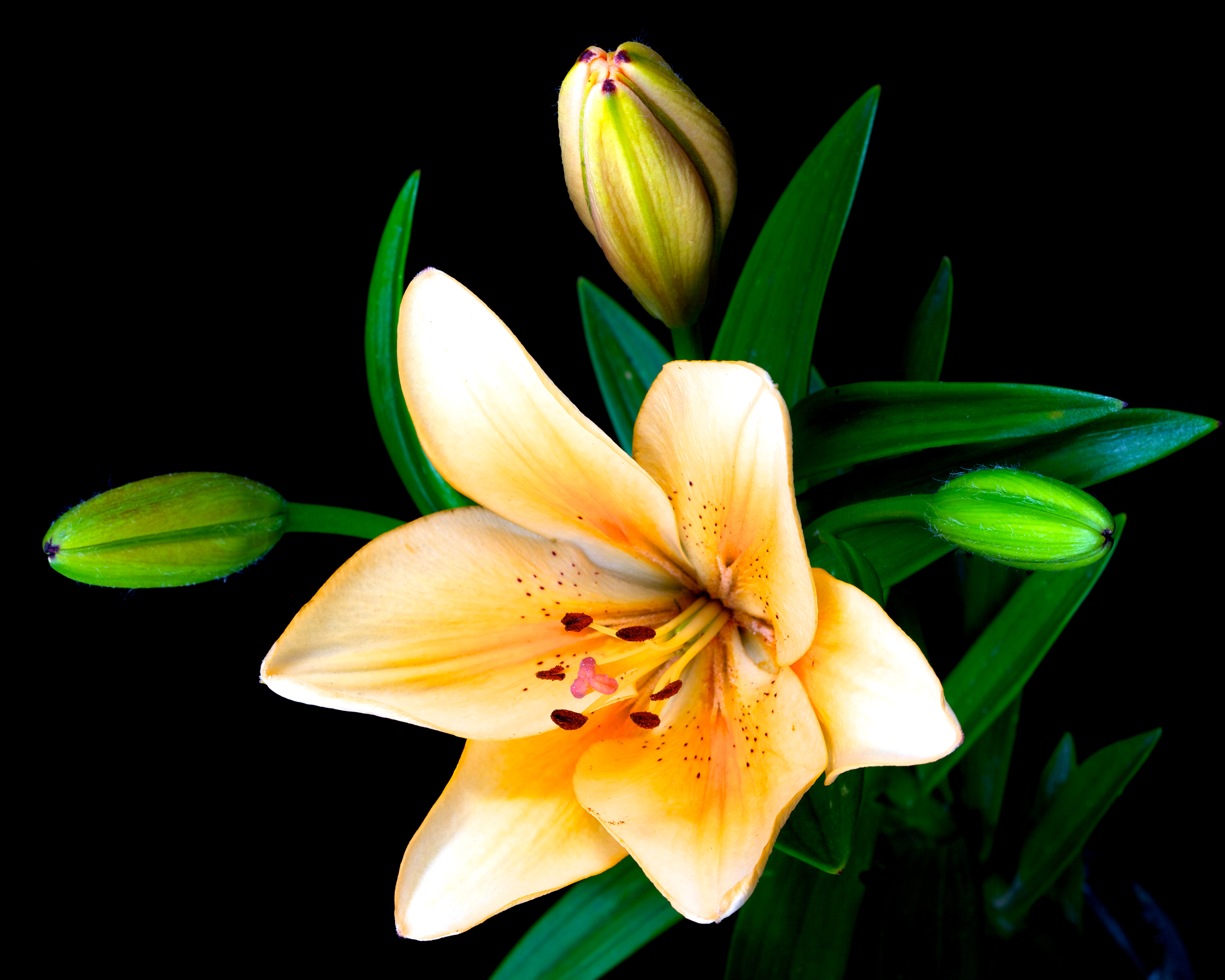 Download mobile wallpaper Flowers, Flower, Close Up, Earth, Lily for free.