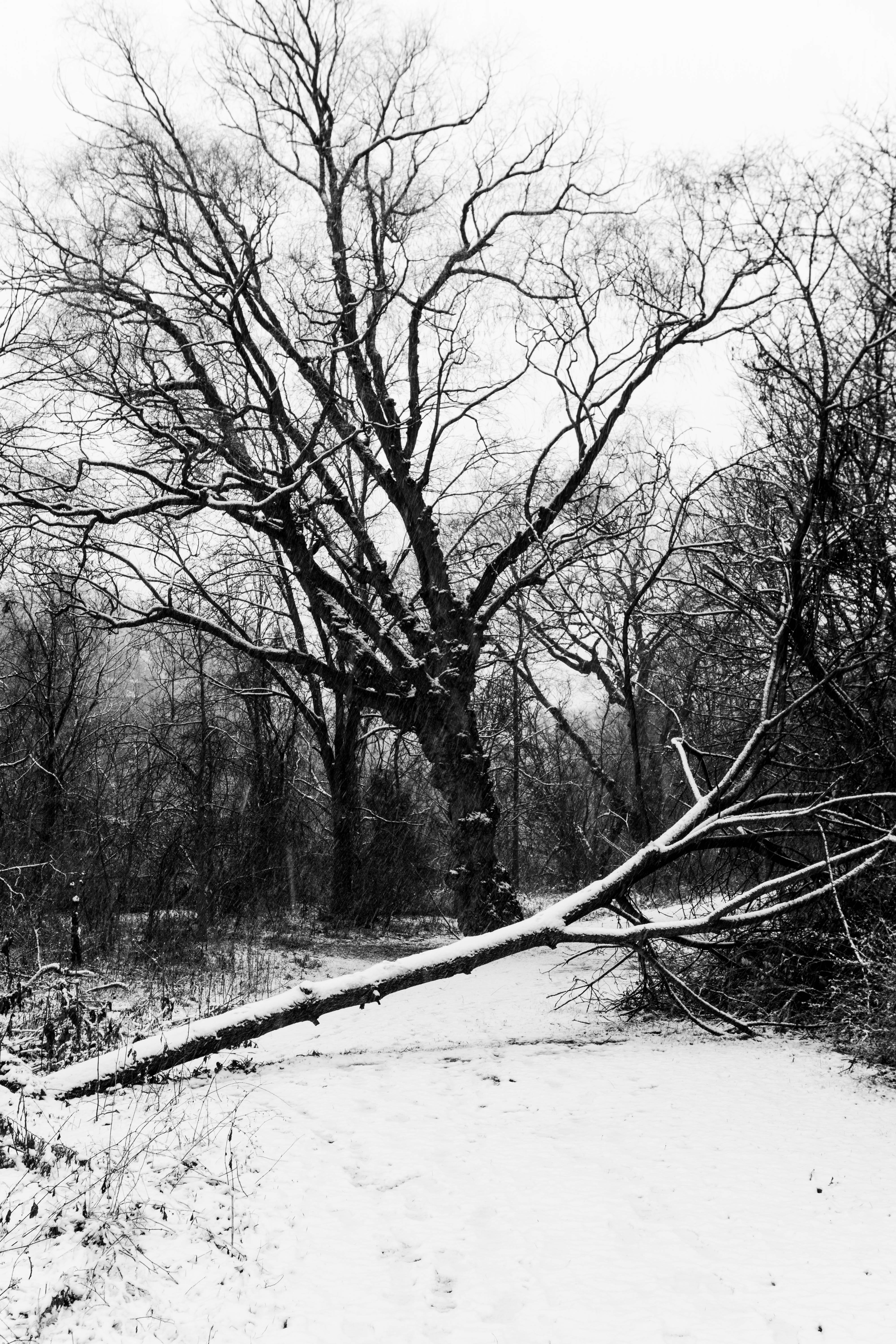 Download mobile wallpaper Chb, Winter, Trees, Snow, Nature, Bw for free.