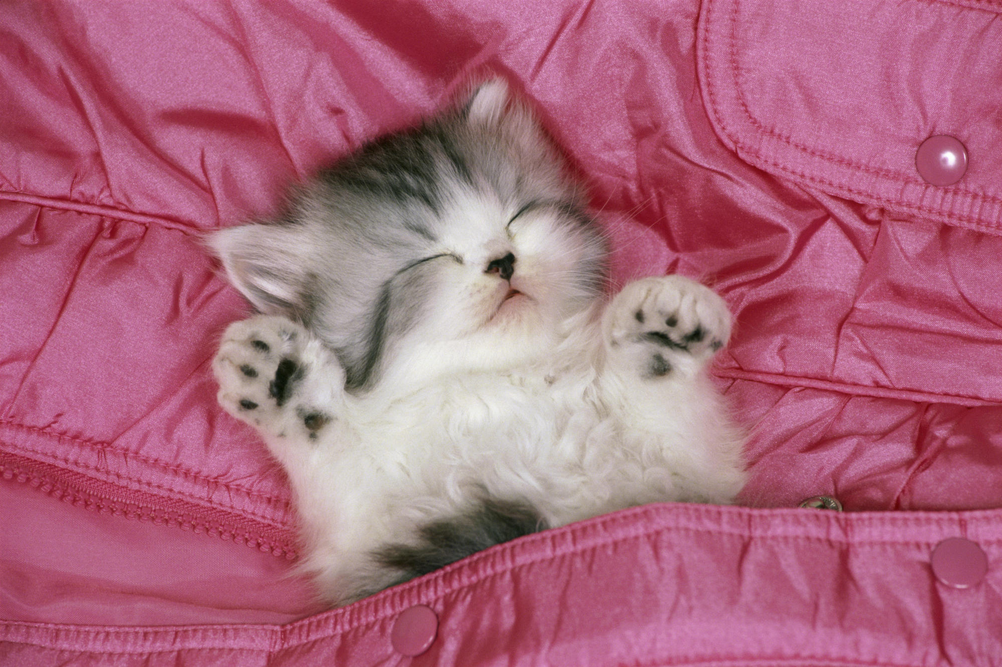 PCデスクトップに動物, ネコ, 猫, 子猫, 睡眠, 可愛い, 赤ちゃん動物画像を無料でダウンロード