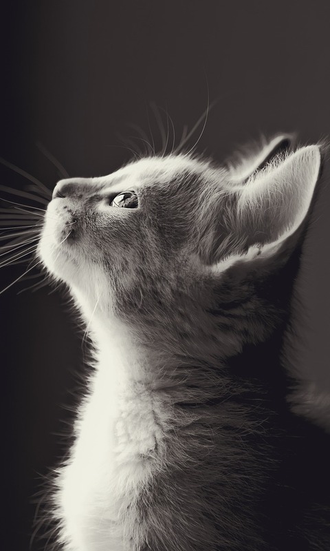 Descarga gratuita de fondo de pantalla para móvil de Animales, Gatos, Gato, Gatito.