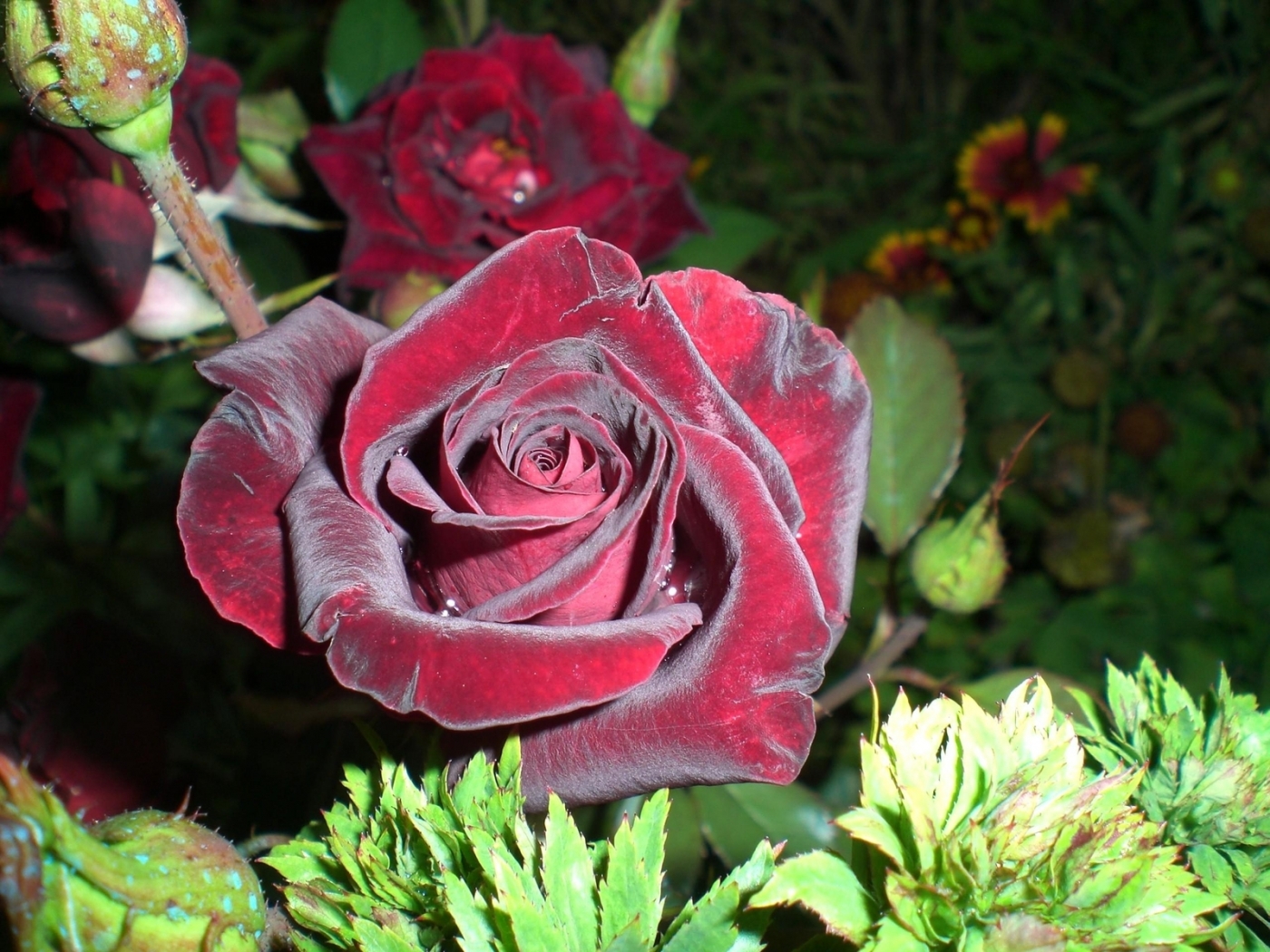 Baixe gratuitamente a imagem Plantas, Rosas, Flores na área de trabalho do seu PC