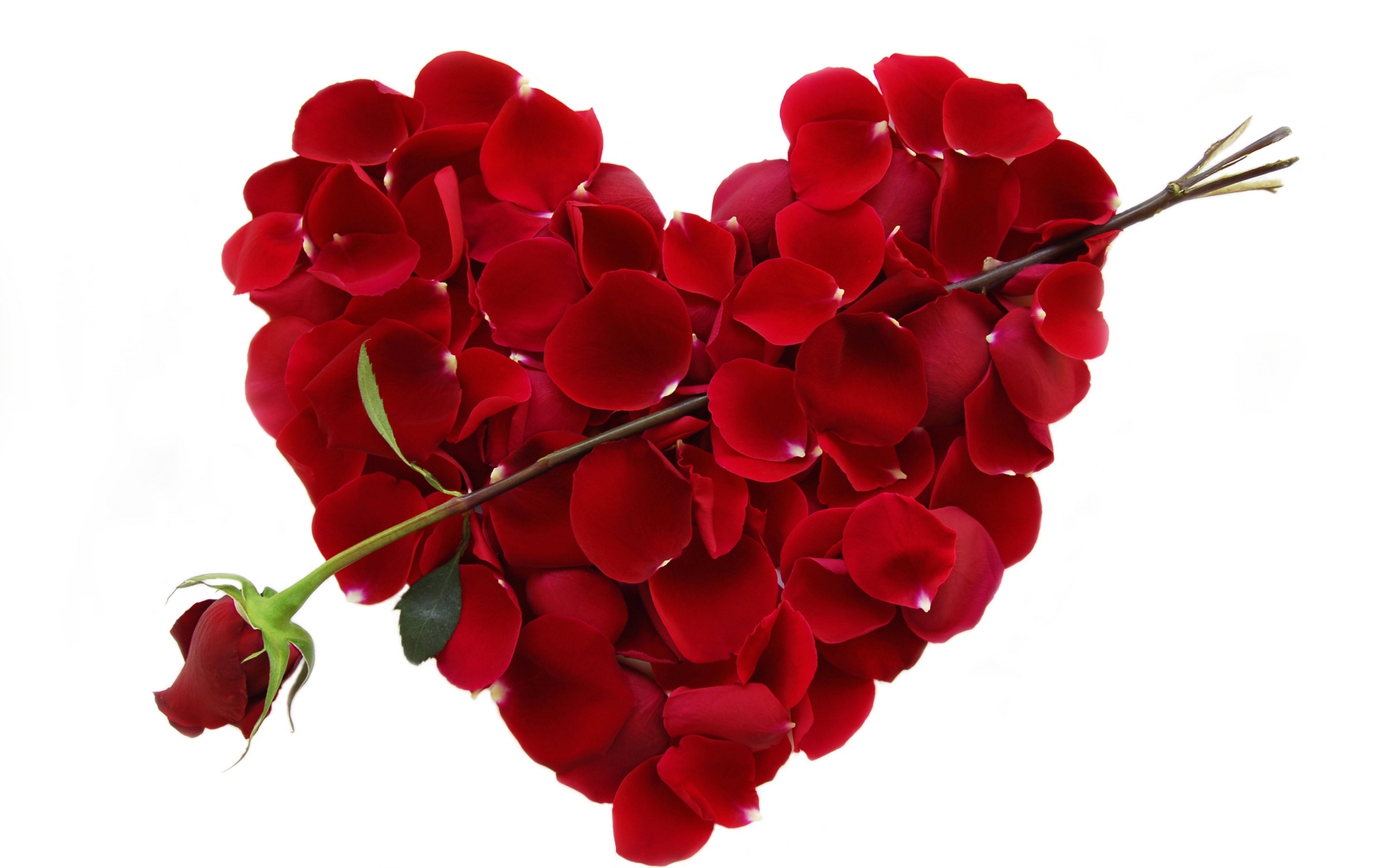 Скачать обои бесплатно Сердца, Цветы, Объекты, Растения, Розы картинка на рабочий стол ПК