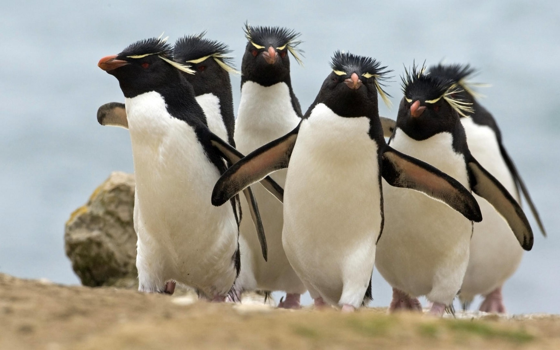 Télécharger des fonds d'écran Pingouin Sauteur HD