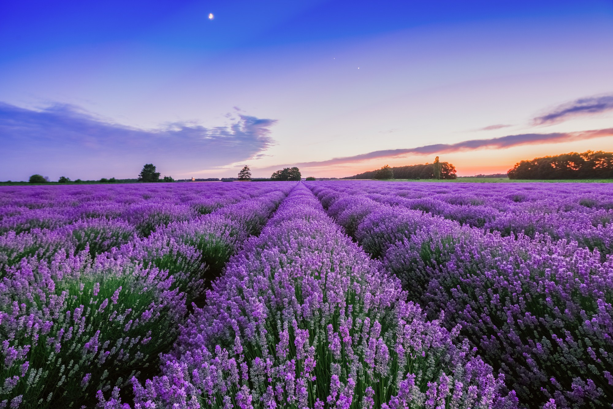 Download mobile wallpaper Nature, Flowers, Summer, Flower, Earth, Field, Lavender, Purple Flower for free.