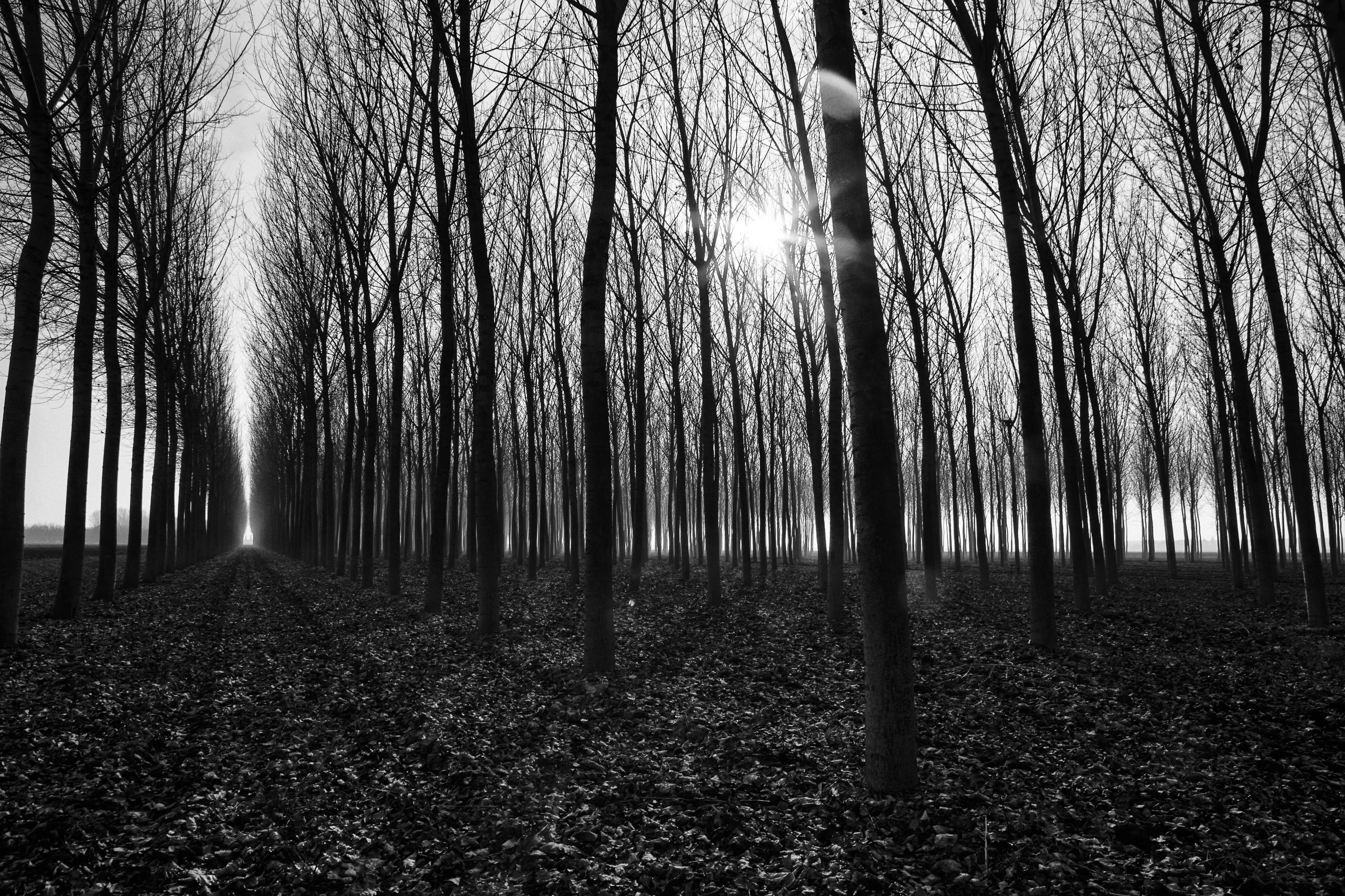 Download mobile wallpaper Path, Trees, Chb, Nature, Autumn, Bw, Gloomy for free.