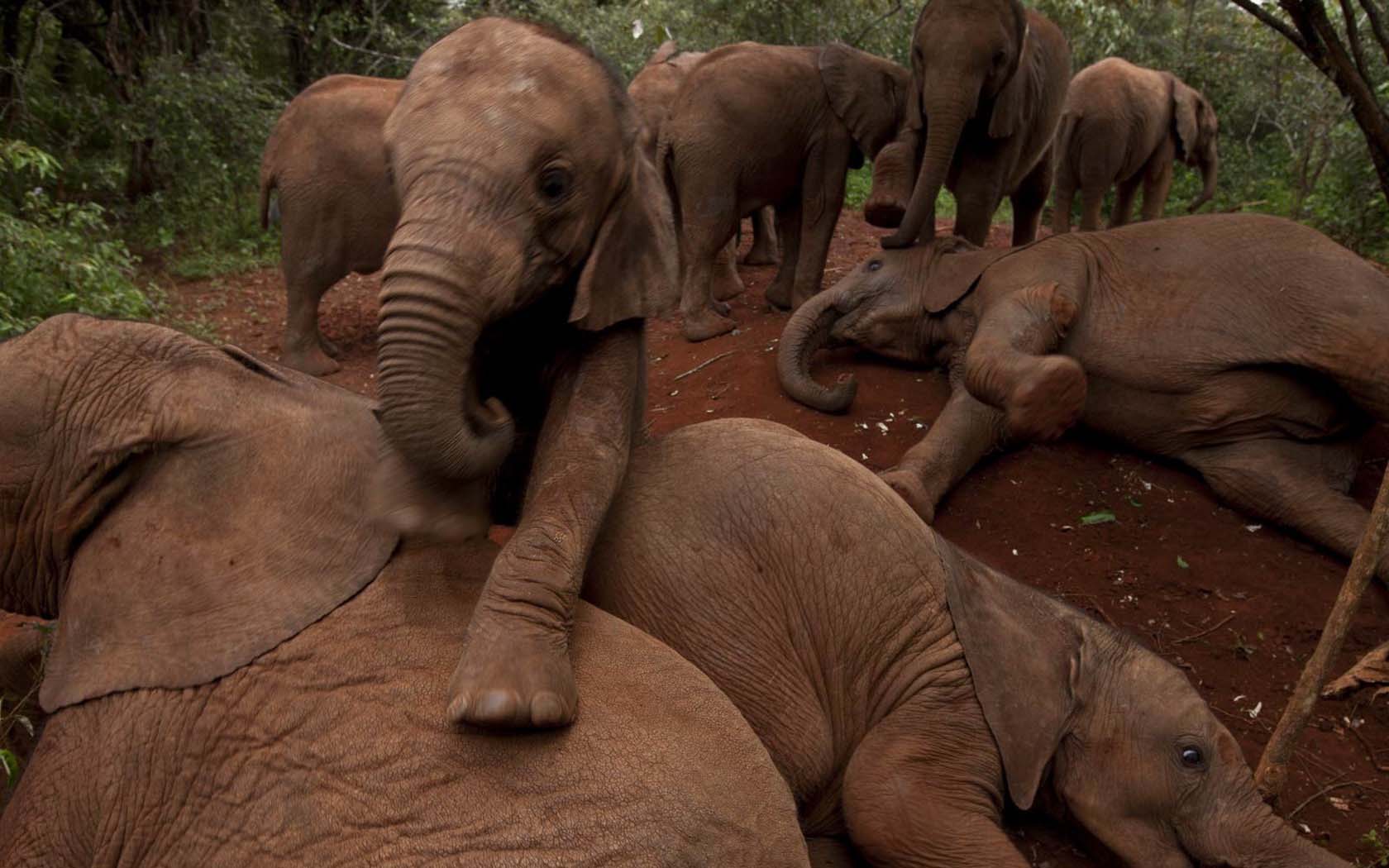 Скачать обои бесплатно Животные, Африканский Слон картинка на рабочий стол ПК