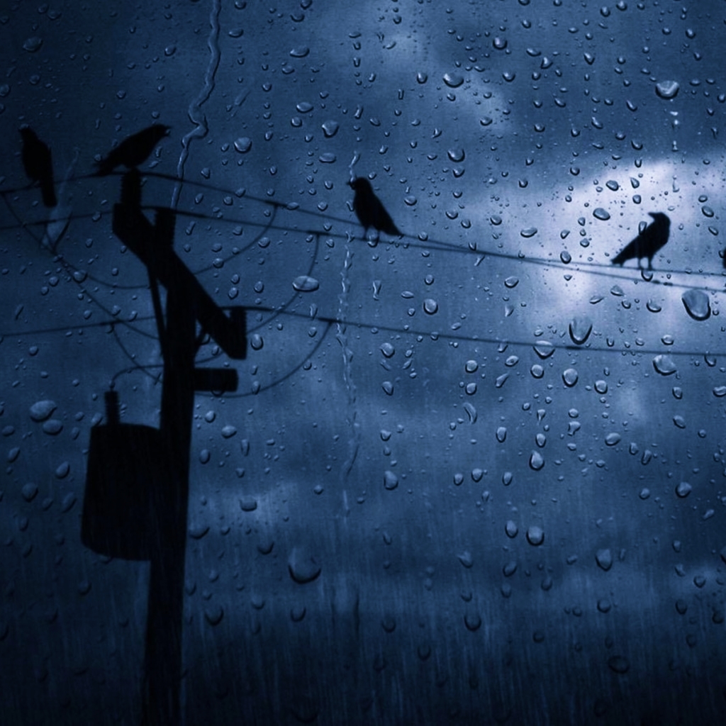 Free download wallpaper Sky, Rain, Dark, Bird, Cloud, Photography, Water Drop on your PC desktop