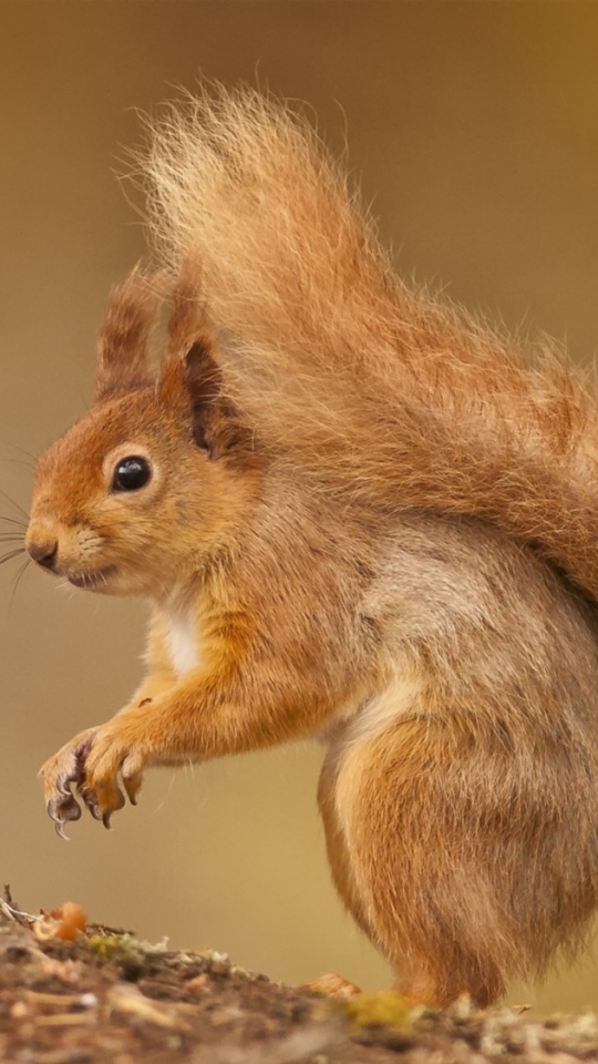Mobile Wallpaper Squirrel 