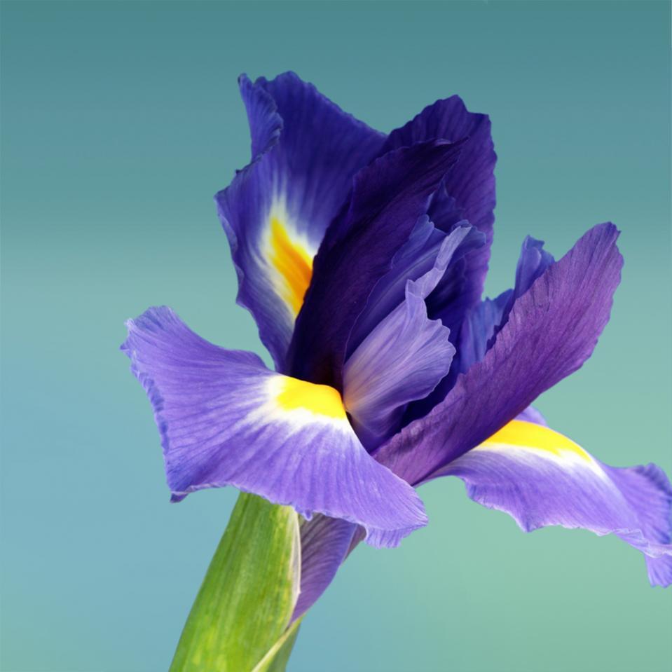 Descarga gratuita de fondo de pantalla para móvil de Iris, Plantas, Flores.