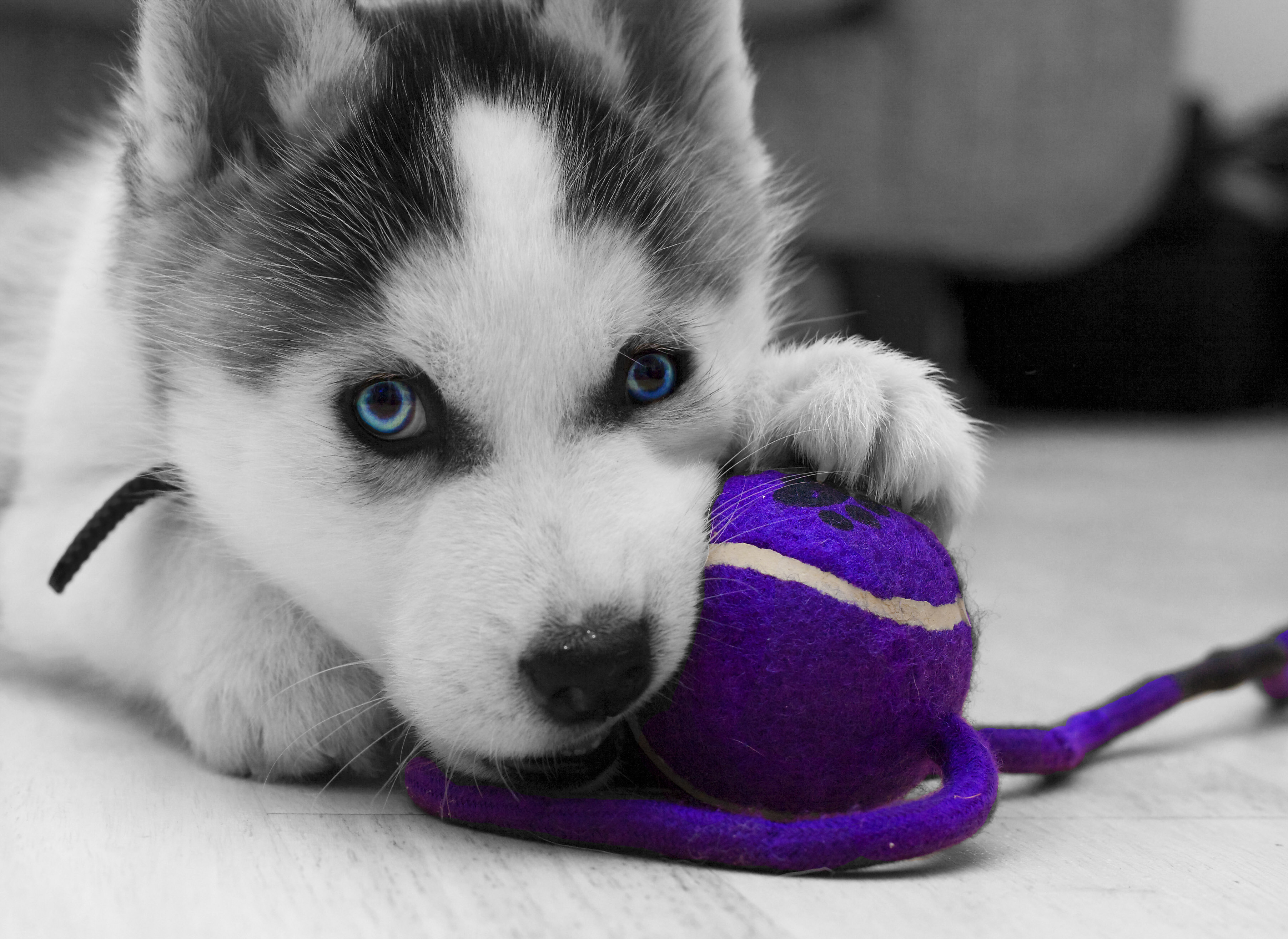 Laden Sie das Tiere, Hunde, Hund, Welpen, Sibirischer Husky, Schlittenhund-Bild kostenlos auf Ihren PC-Desktop herunter