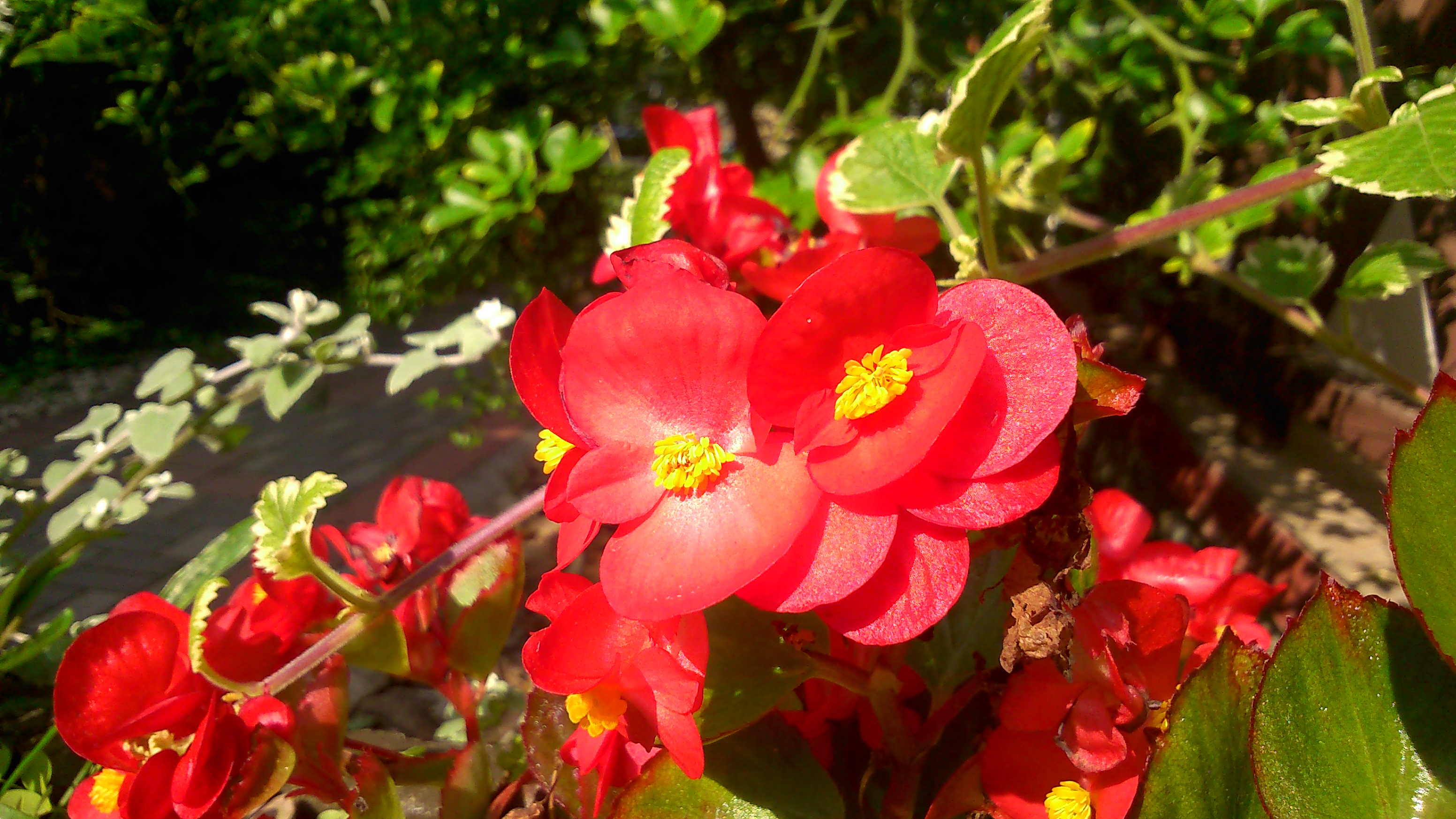 Los mejores fondos de pantalla de Begonia De Cera para la pantalla del teléfono