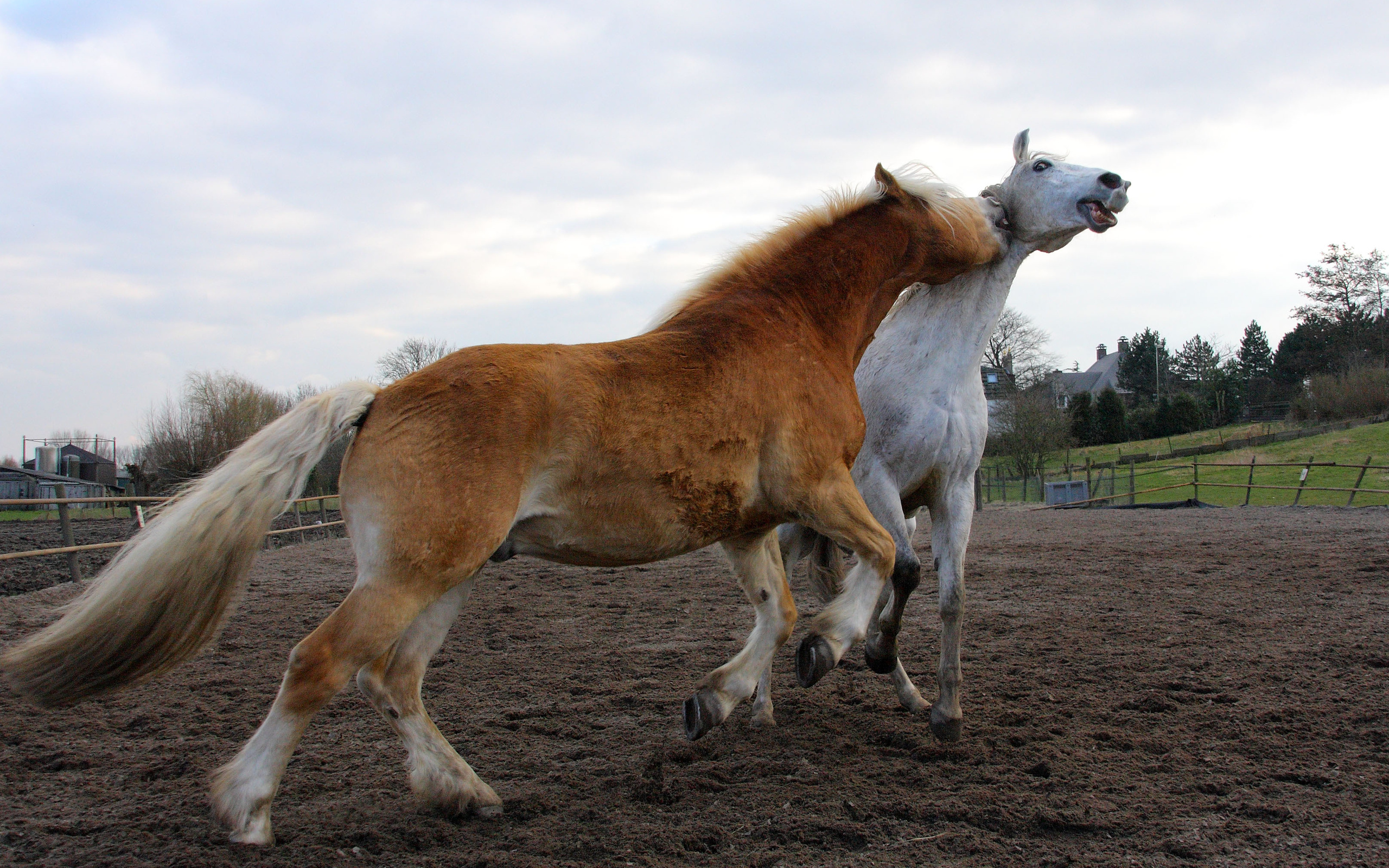 無料モバイル壁紙動物, 馬をダウンロードします。