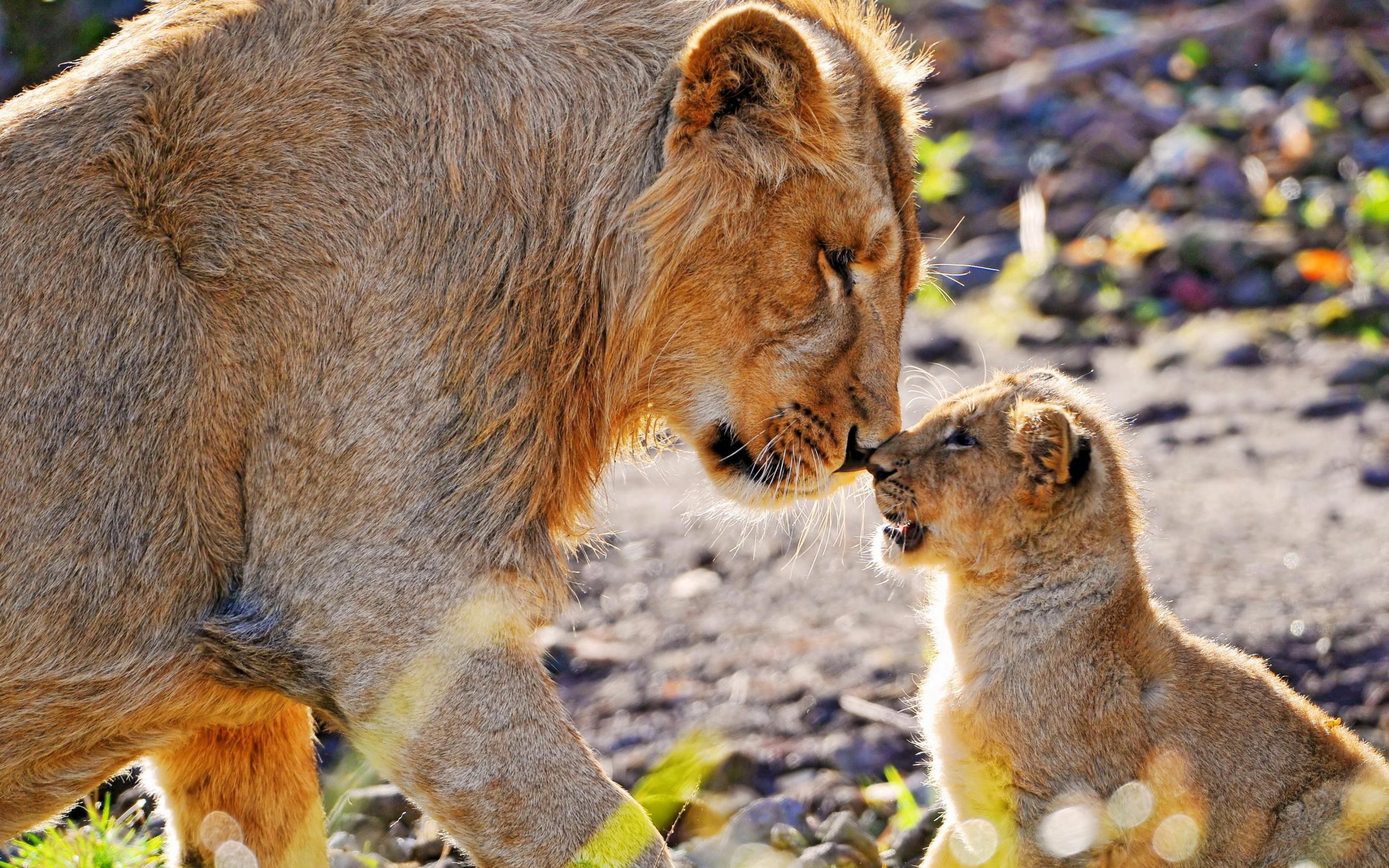 care, joey, animals, young, lion, tenderness