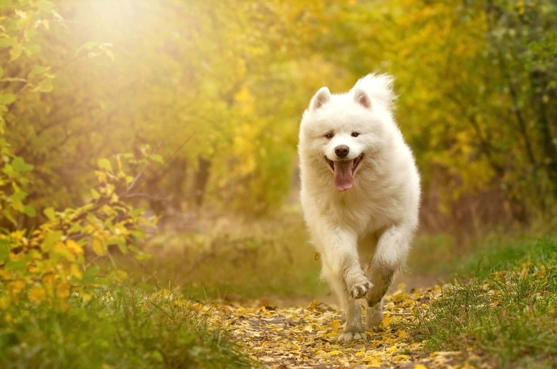 Laden Sie das Tiere, Hunde, Hund, Samojede-Bild kostenlos auf Ihren PC-Desktop herunter