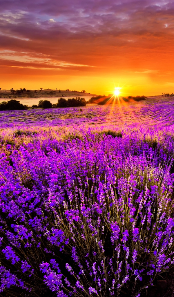 Download mobile wallpaper Flowers, Sunset, Flower, Sunrise, Earth, Field, Lavender, Purple Flower for free.