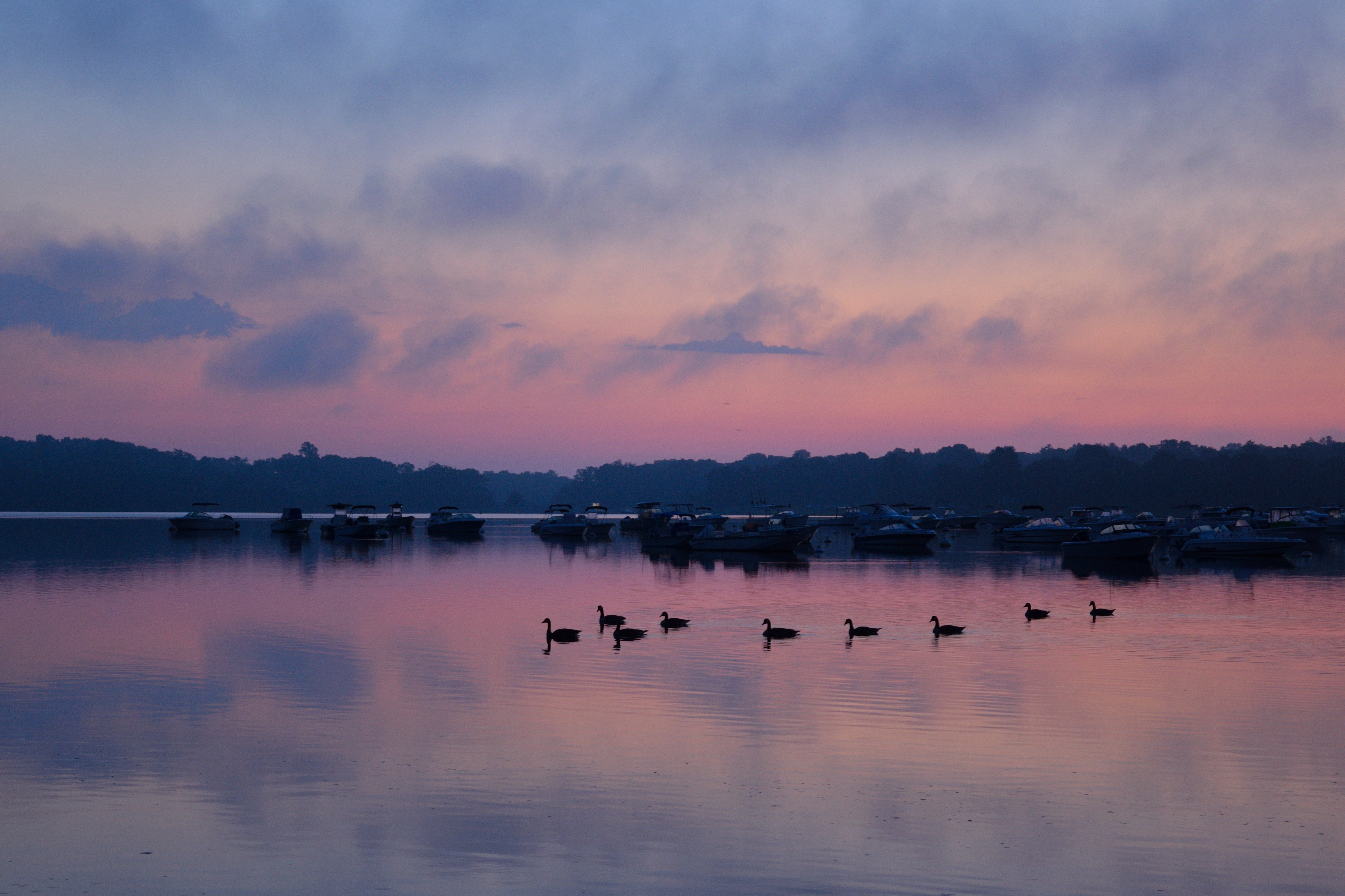 swans, birds, trees, nature, sky, twilight, lake, dusk