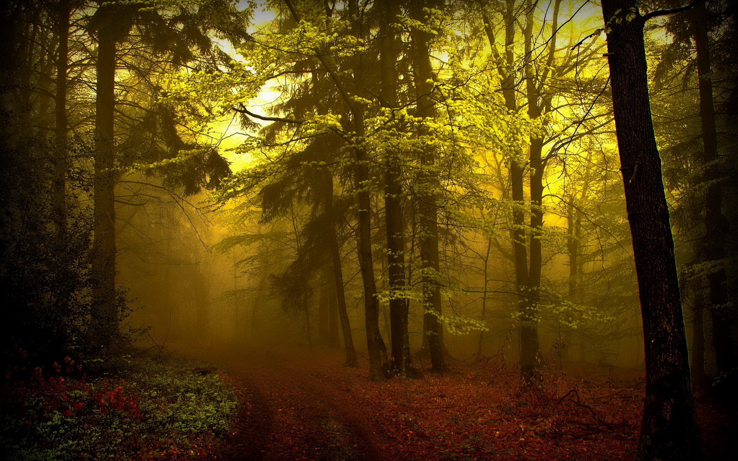 Téléchargez des papiers peints mobile Forêt, Terre/nature gratuitement.