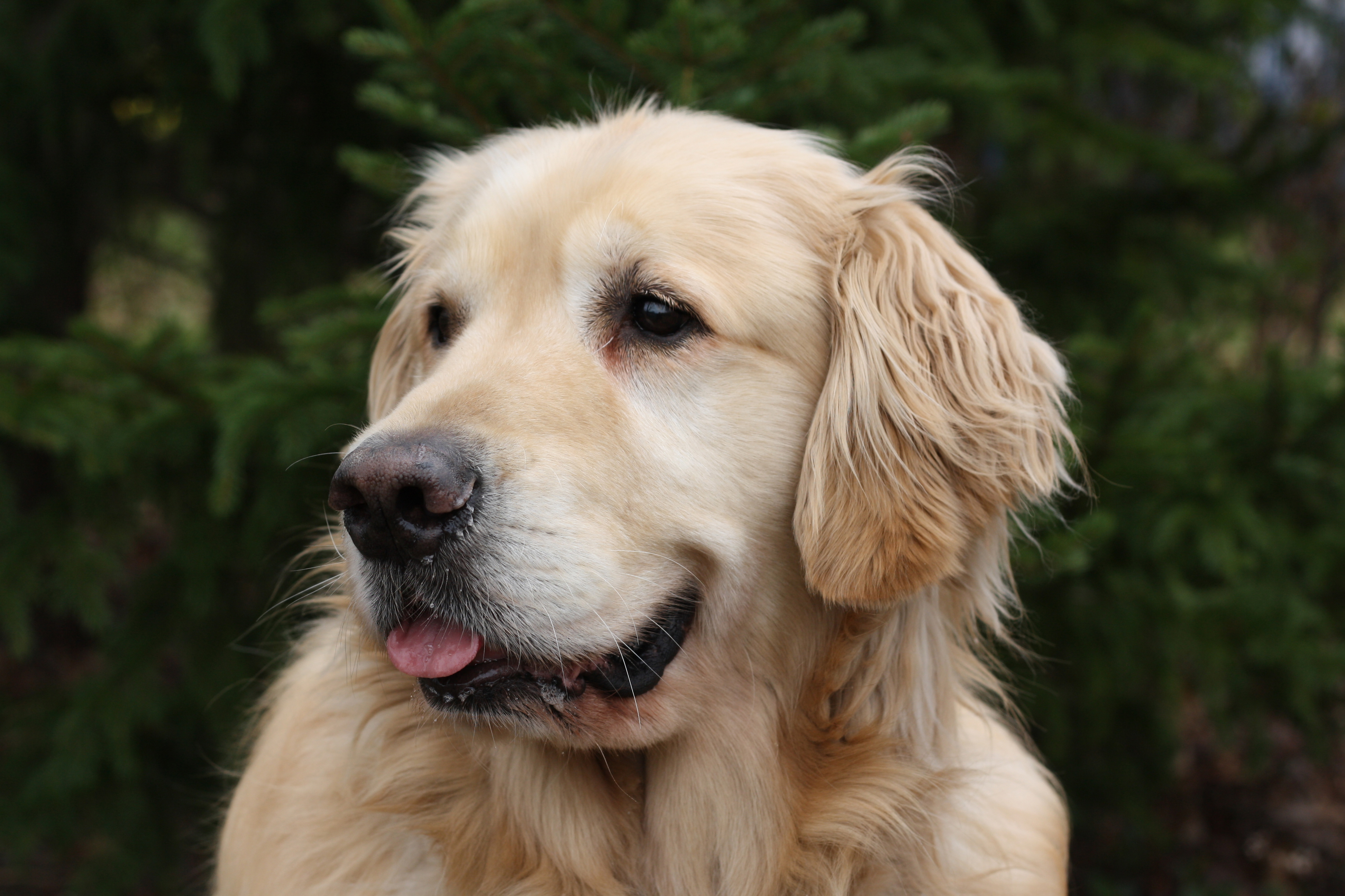 PCデスクトップに動物, 犬, ゴールデンレトリバー画像を無料でダウンロード