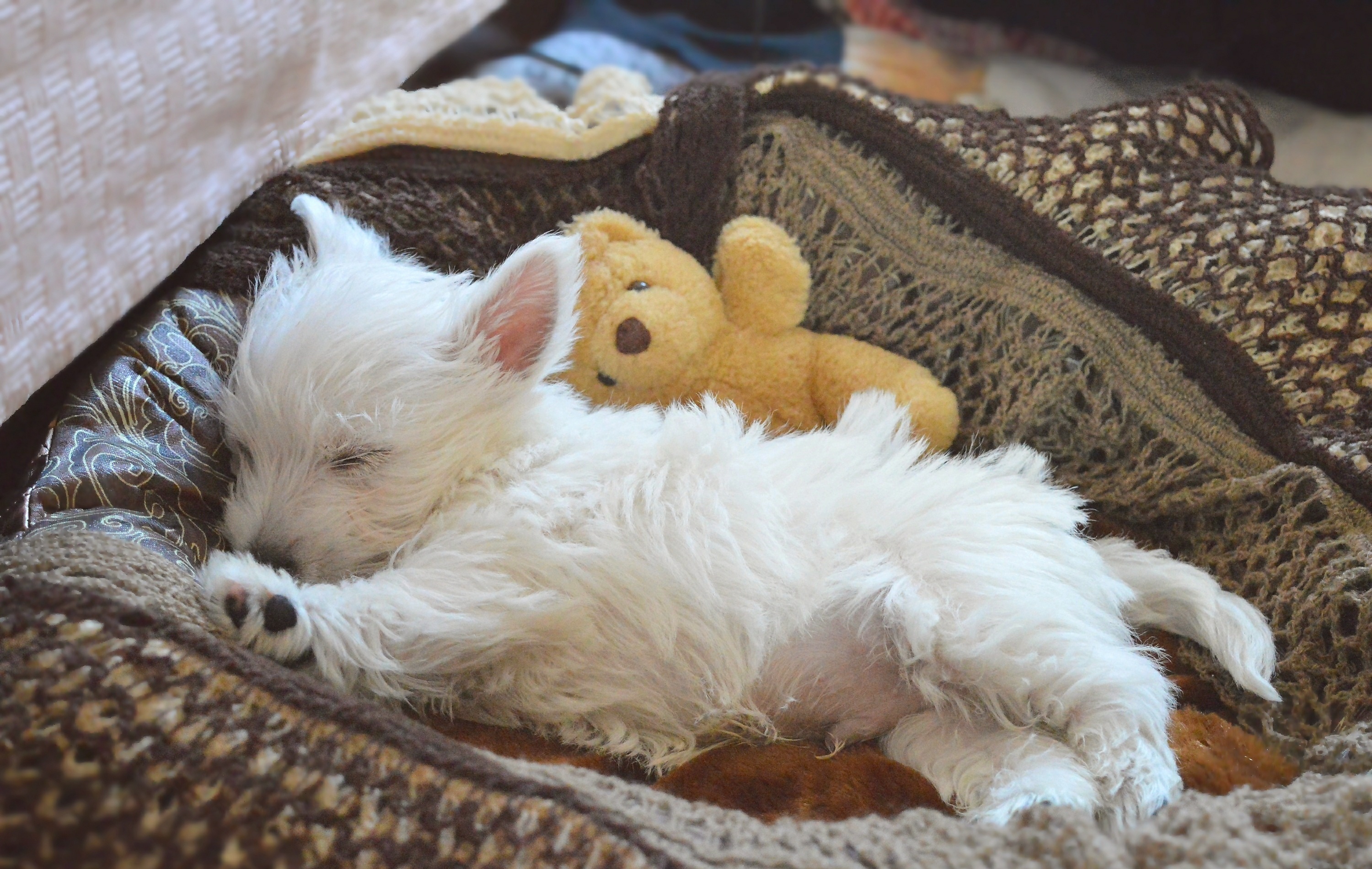 animal, west highland white terrier, baby animal, dog, puppy, sleeping, dogs