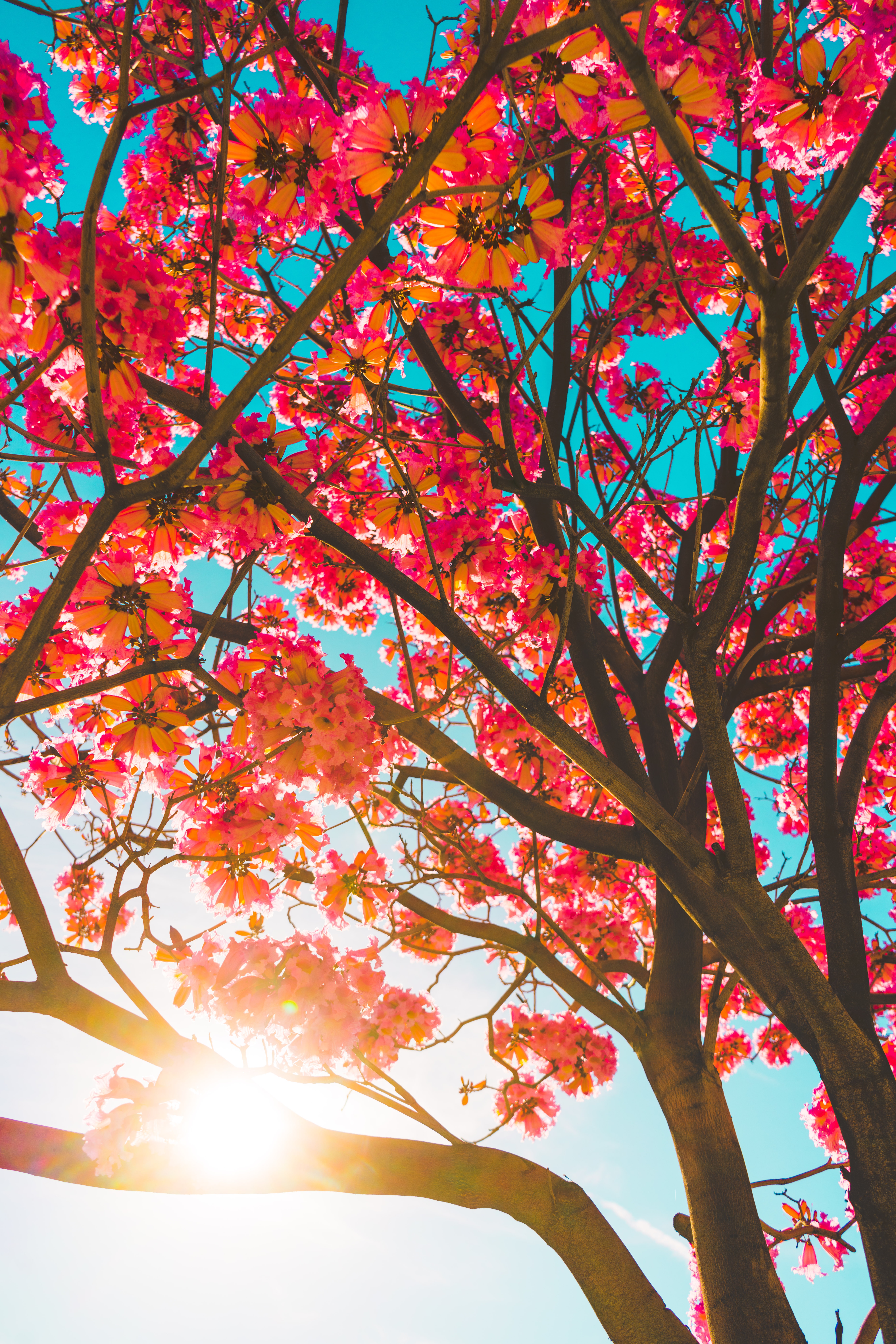 Download mobile wallpaper Branches, Wood, Tree, Sunlight, Flowers, Sun for free.