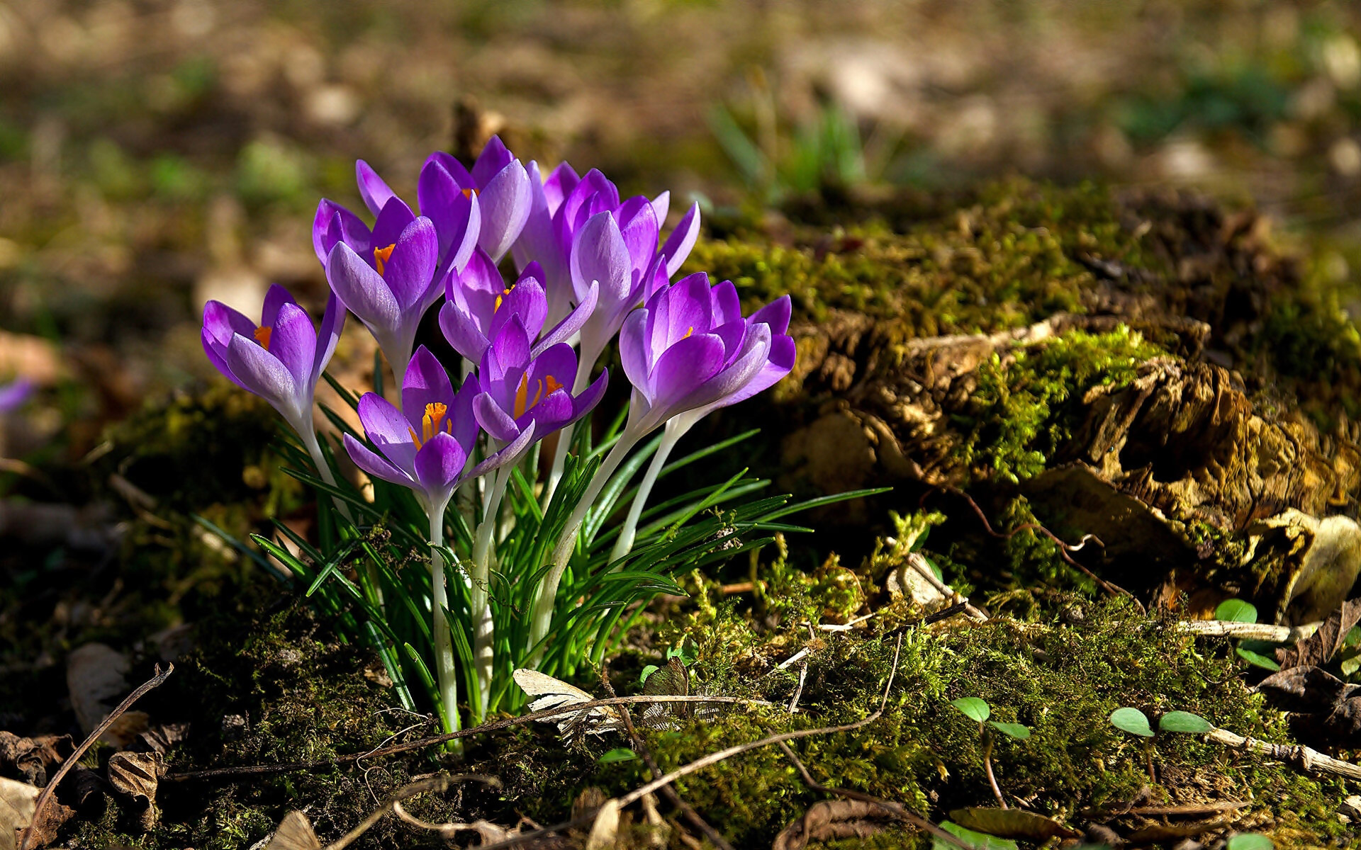 Descarga gratuita de fondo de pantalla para móvil de Flores, Azafrán, Flor Purpura, Tierra/naturaleza.