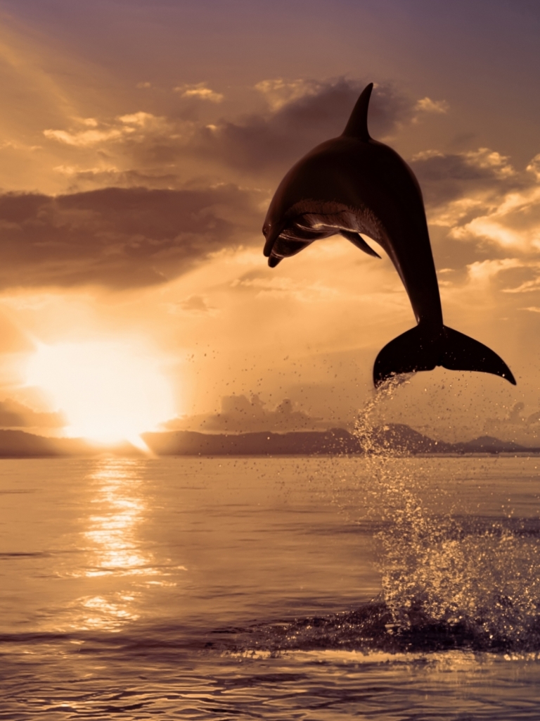 Download mobile wallpaper Animal, Dolphin for free.