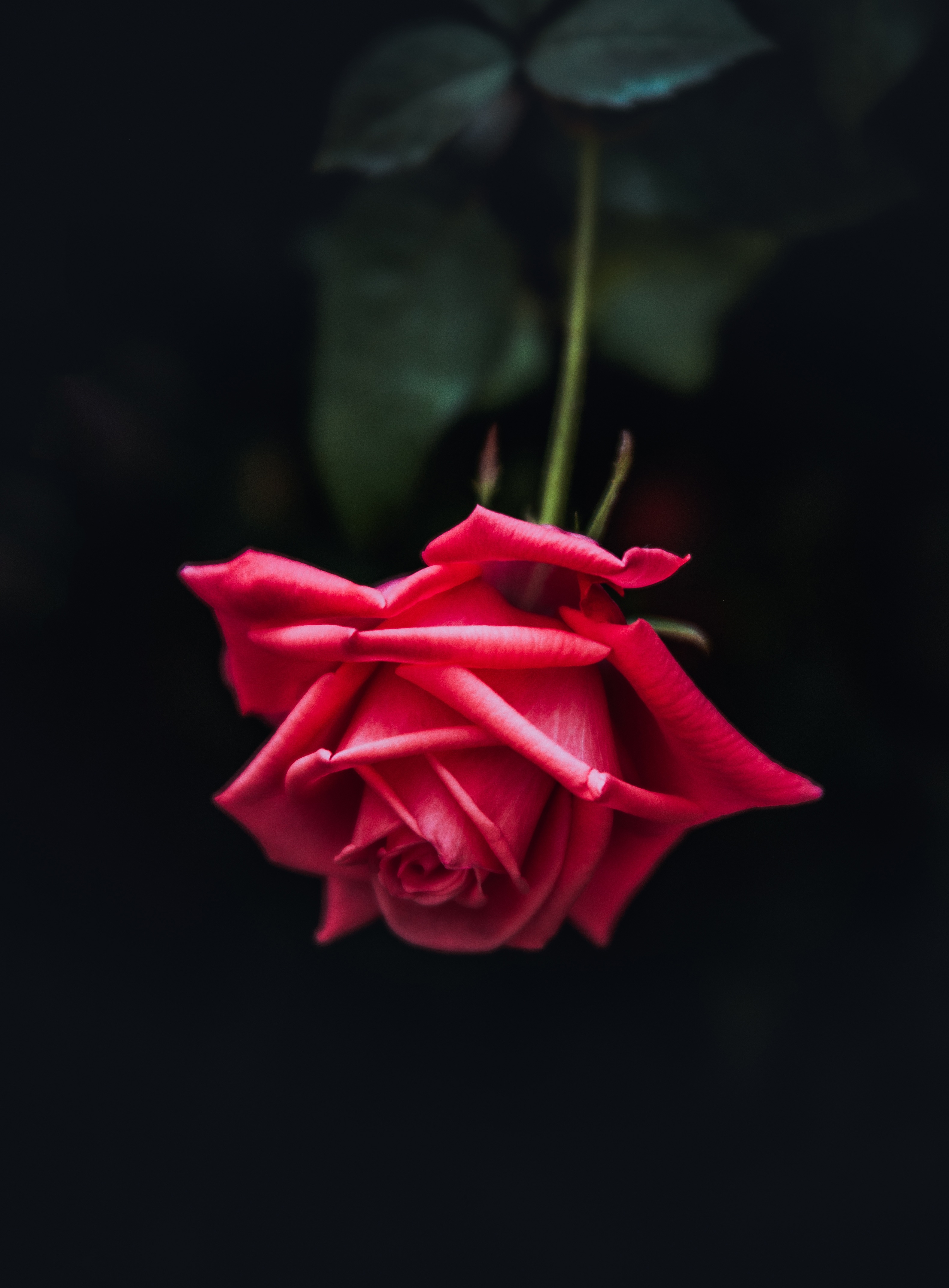 127611 télécharger le fond d'écran fleurs, rose, rouge, une rose, pétales, bourgeon, fond sombre, arrière plan sombre, floraison - économiseurs d'écran et images gratuitement