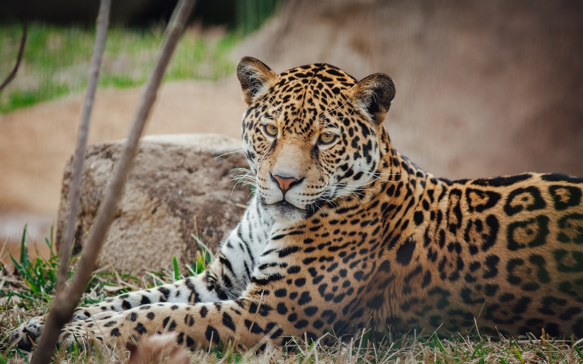 Descarga gratuita de fondo de pantalla para móvil de Jaguar, Gatos, Animales.