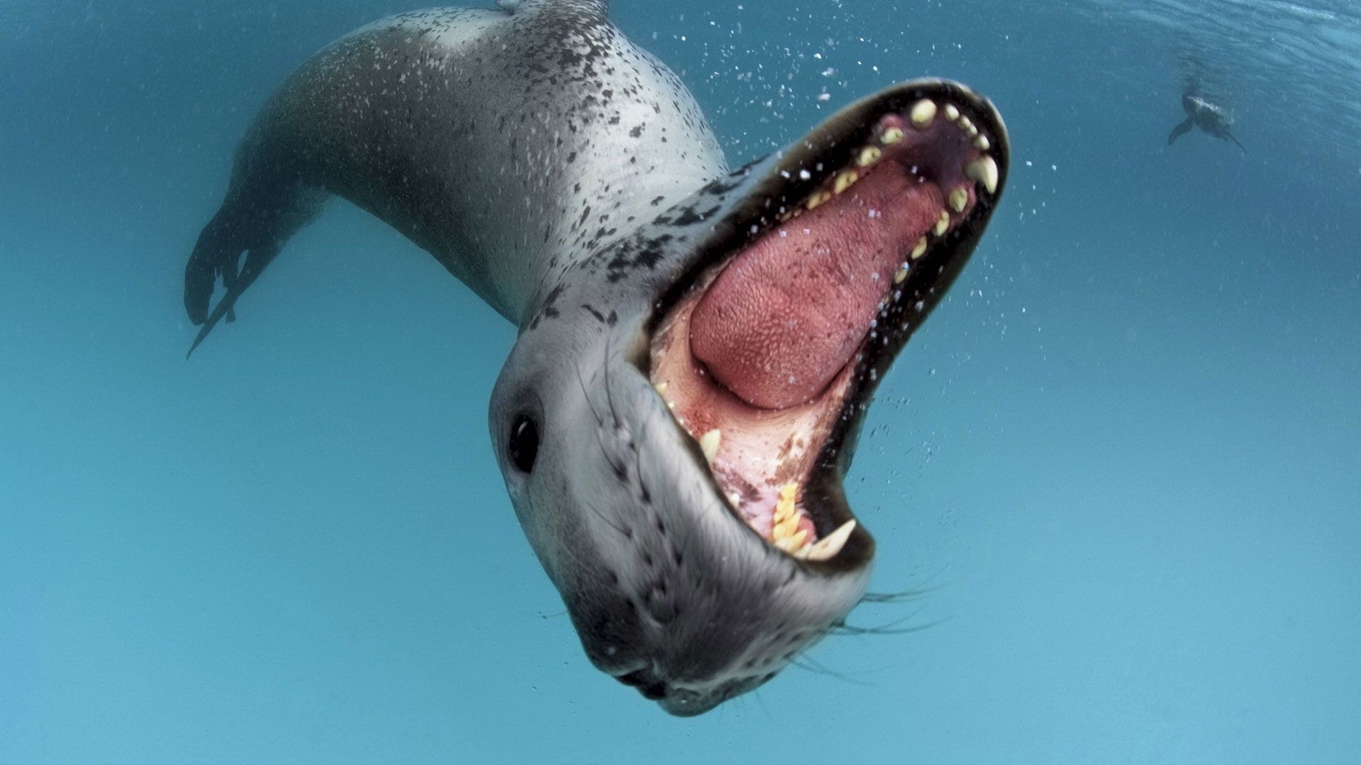 65030 завантажити картинку тварини, вода, паща, рот, зуби, мова, язик, морський леопард - шпалери і заставки безкоштовно