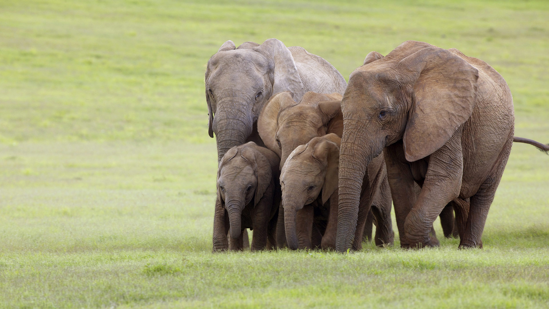 Скачать обои бесплатно Животные, Слоны, Африканский Слон, Детеныш Животного картинка на рабочий стол ПК