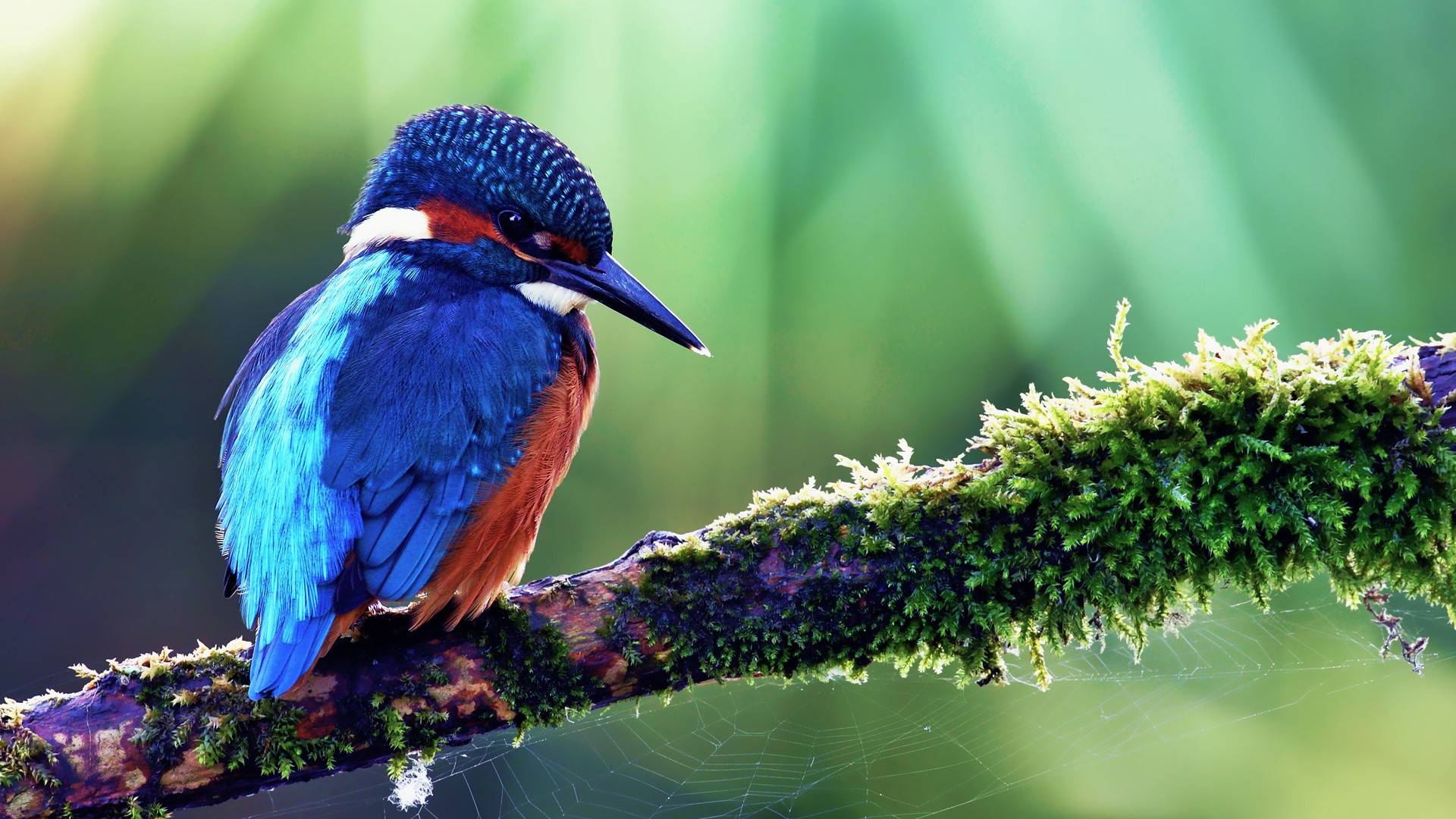 Download mobile wallpaper Branch, Animal, Kingfisher for free.