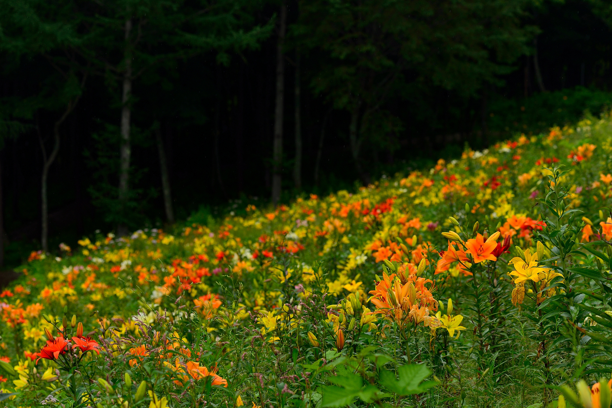 Download mobile wallpaper Nature, Flowers, Flower, Earth, Lily, Meadow, Yellow Flower, Orange Flower for free.