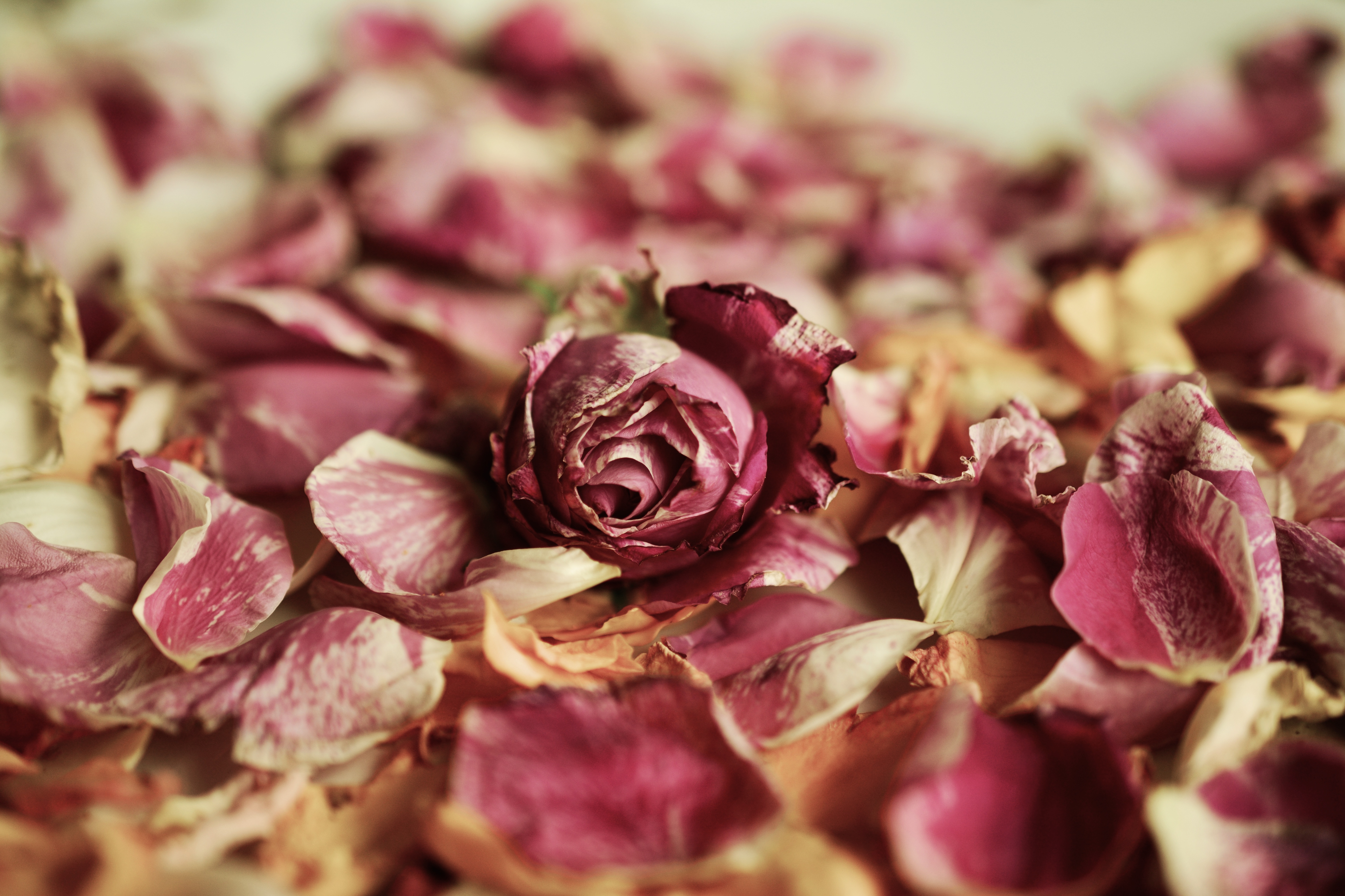 Download mobile wallpaper Bud, Dry, Flowers, Petals, Rose, Rose Flower for free.