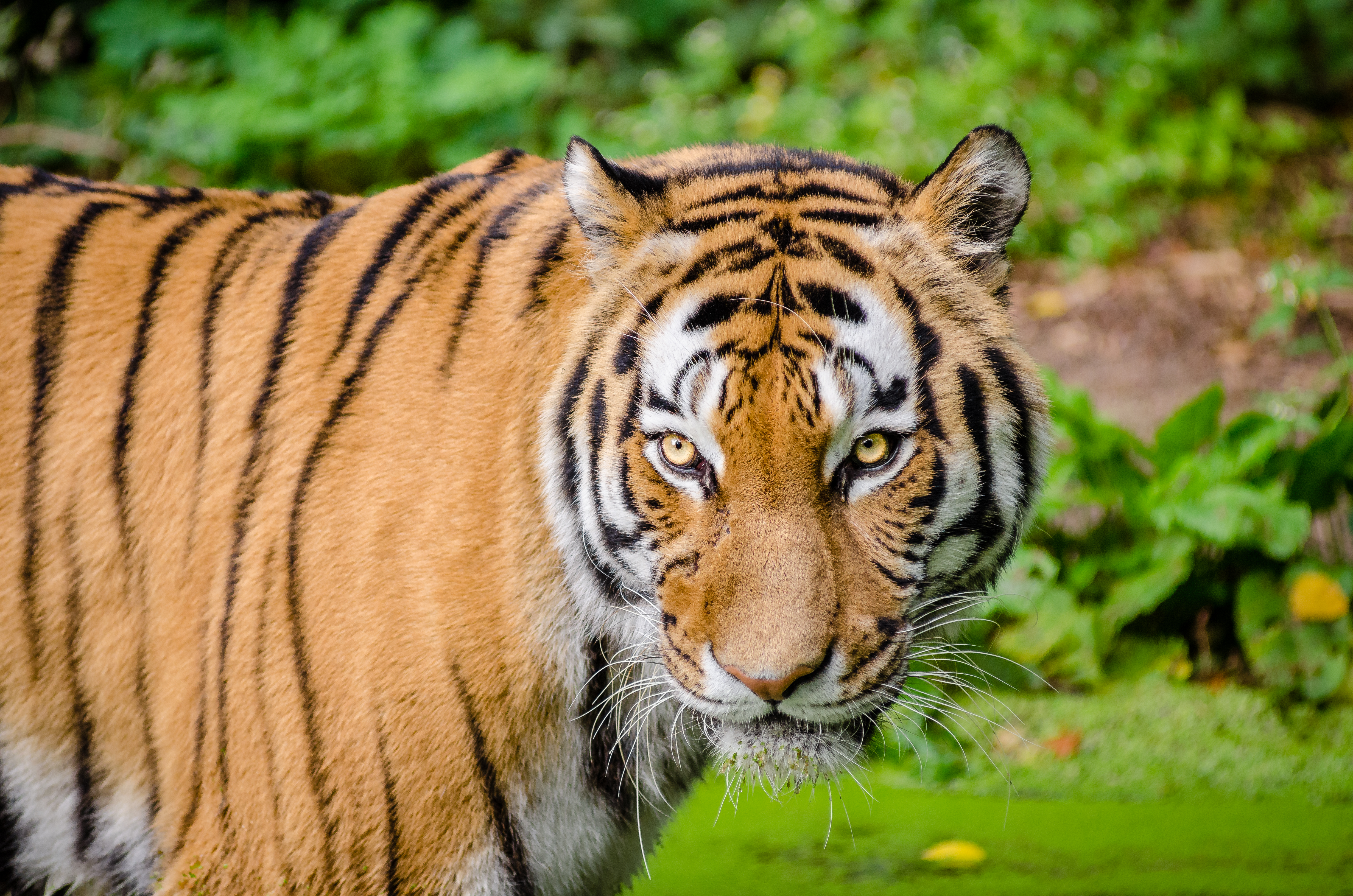 Téléchargez gratuitement l'image Animaux, Chats, Tigre, Regard sur le bureau de votre PC