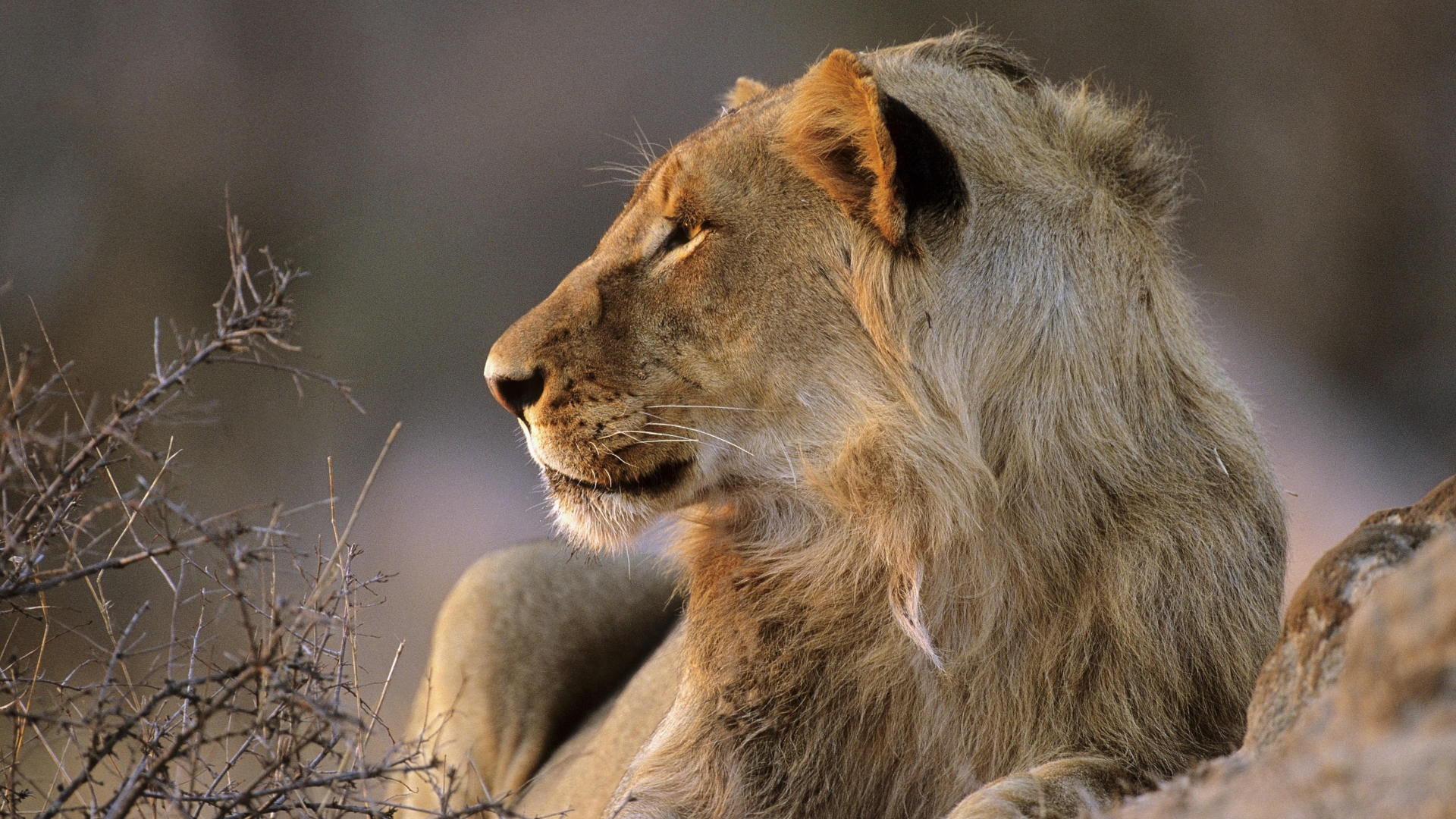 6471 télécharger l'image animaux, lions, orange - fonds d'écran et économiseurs d'écran gratuits